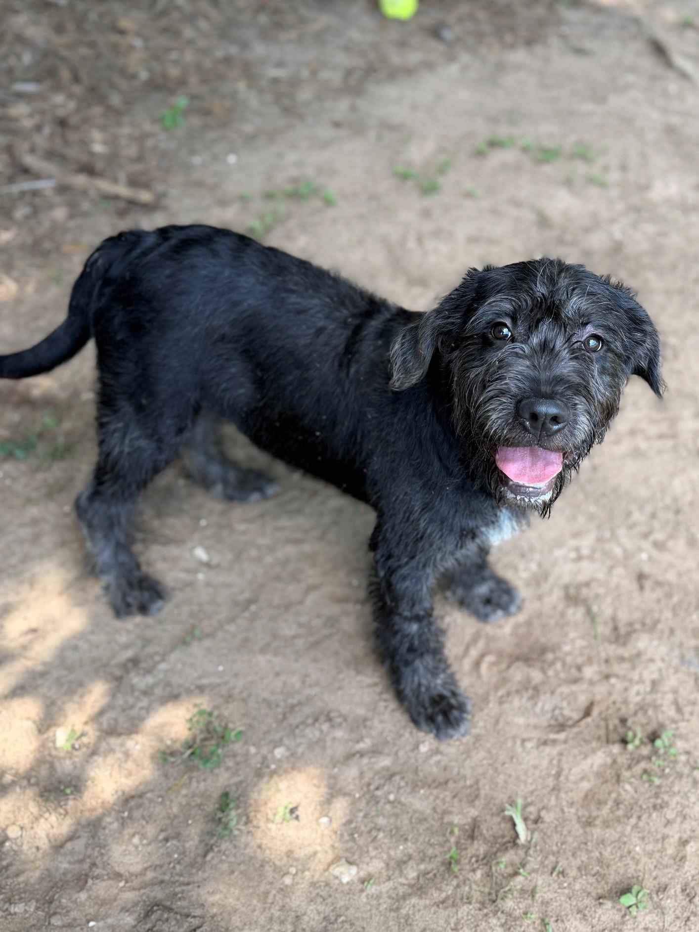 Xavier, adopted, Young Male Schnauzer.