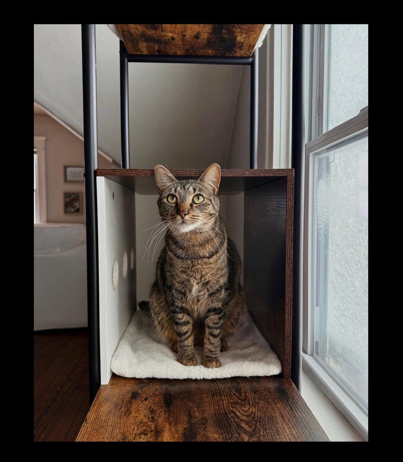Malfoy, Adopted, Adult Male Domestic Short Hair & Tabby.