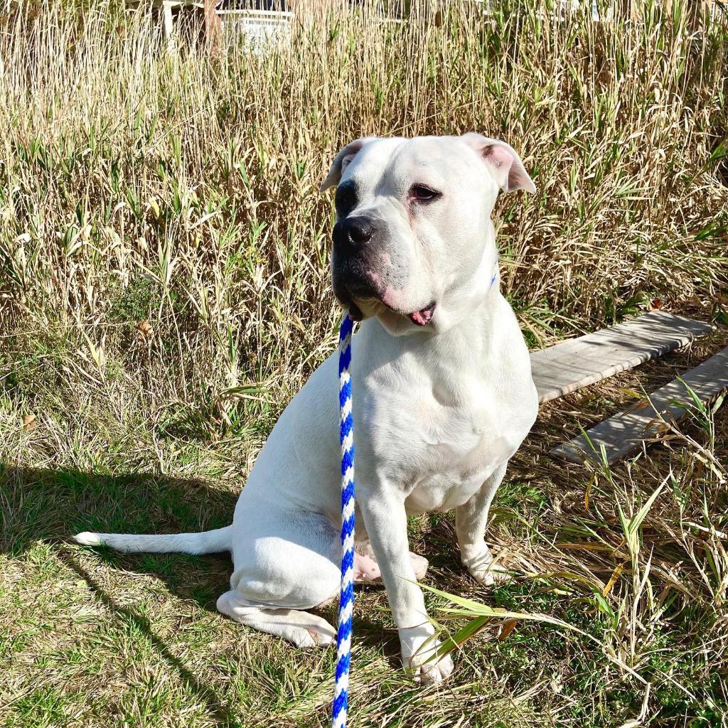 Enlarge Billy, a Adoptable mixed breed in Toronto, ON image 1/3
