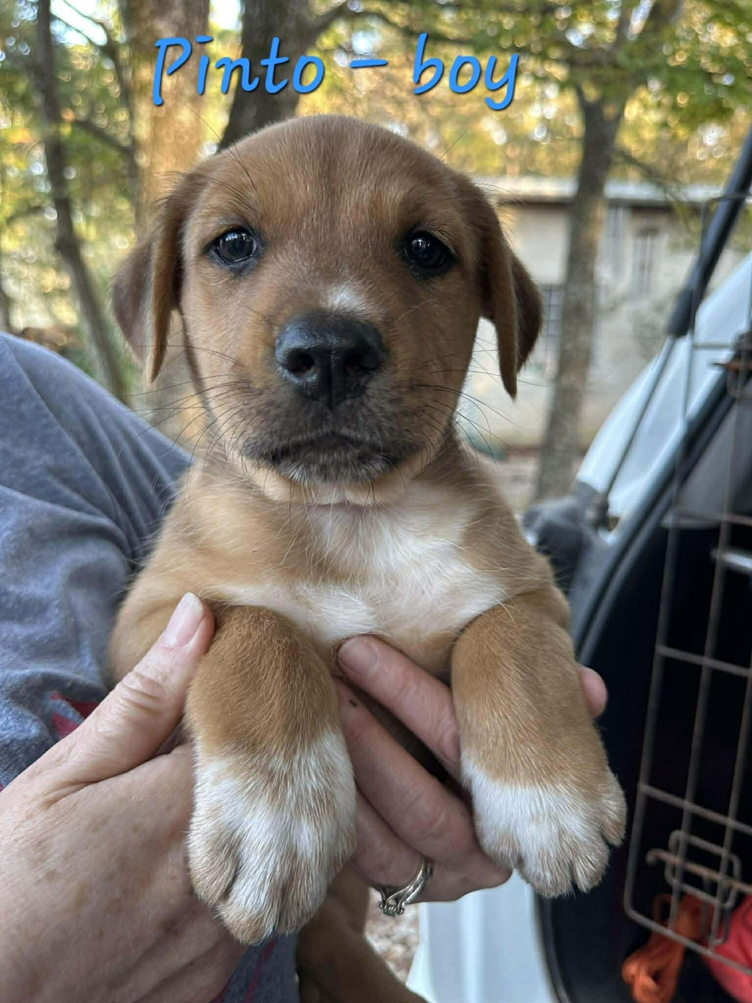 Pinto the Mixed Breed Puppy, Adoptable, Puppy Male Australian Cattle Dog / Blue Heeler & Border Collie.
