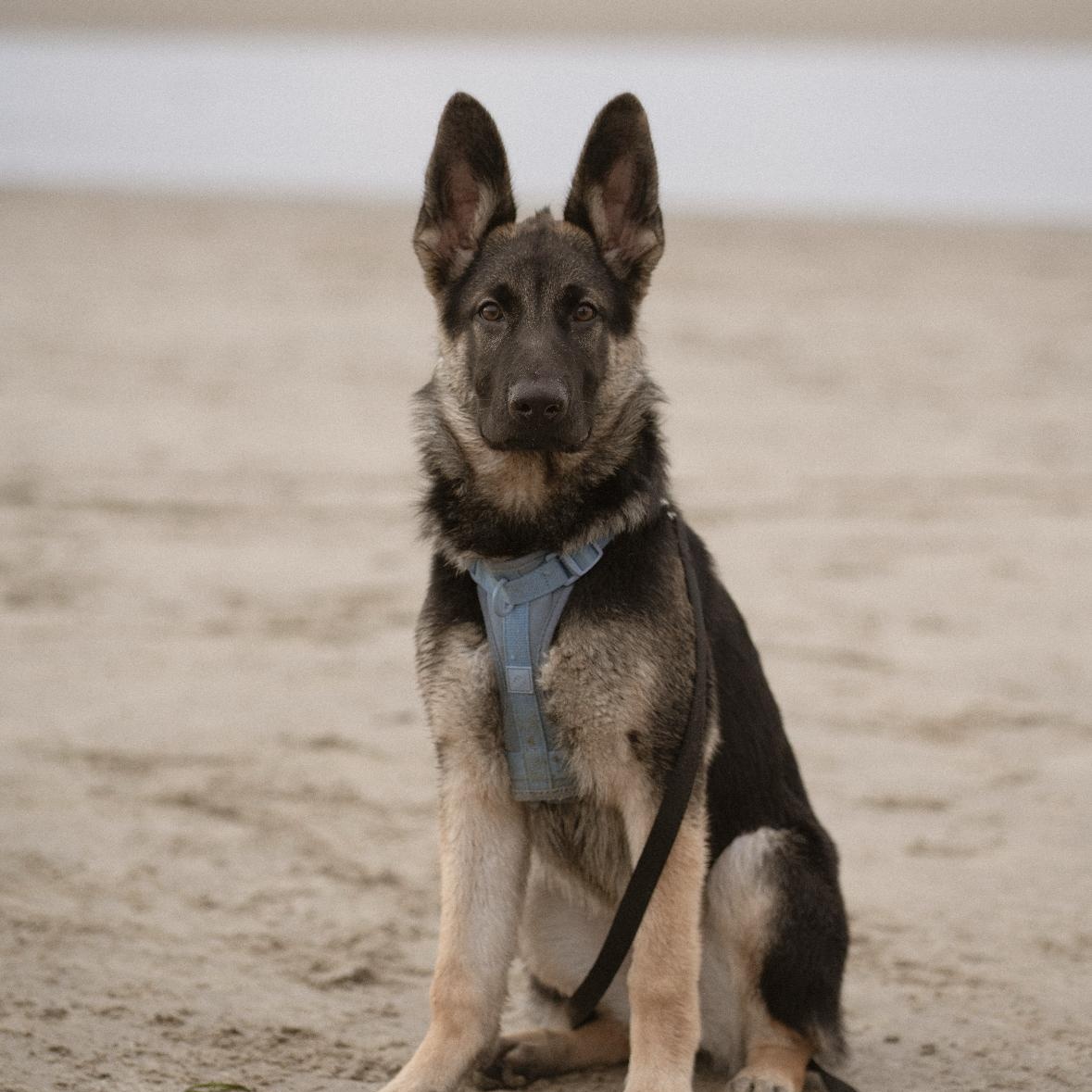 Enlarge Jules, a Adoptable German Shepherd Dog in Vancouver, WA image 3/3