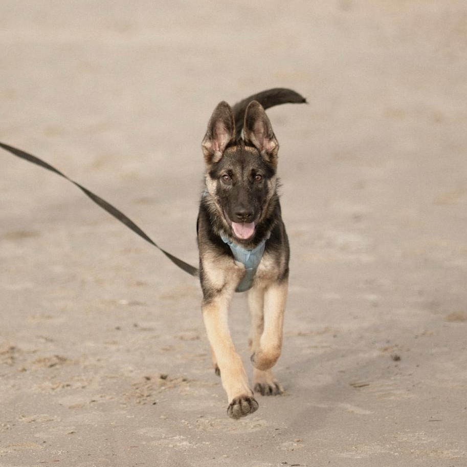 Enlarge Jules, a Adoptable German Shepherd Dog in Vancouver, WA image 1/3