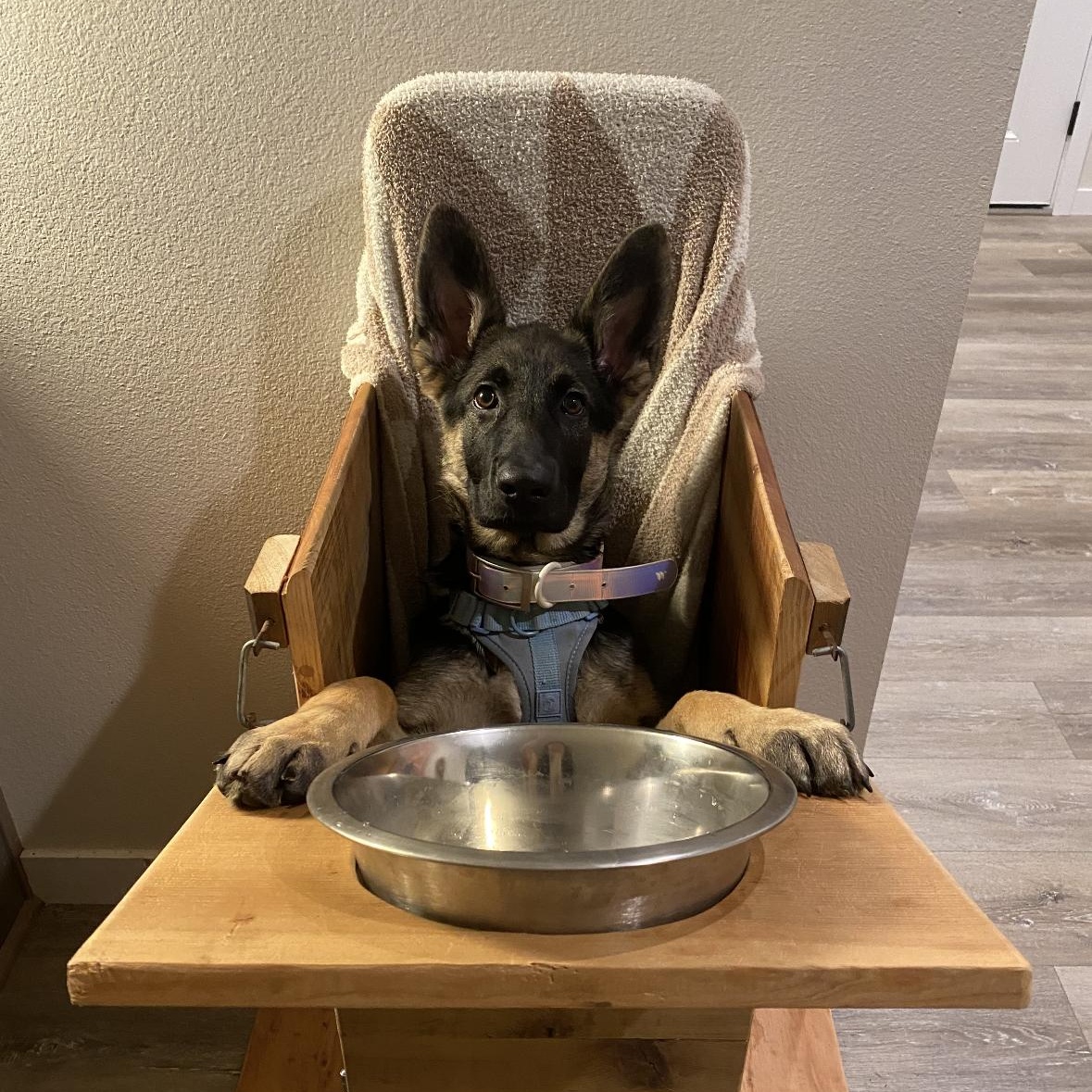 Enlarge Jules, a Adoptable German Shepherd Dog in Vancouver, WA image 2/3