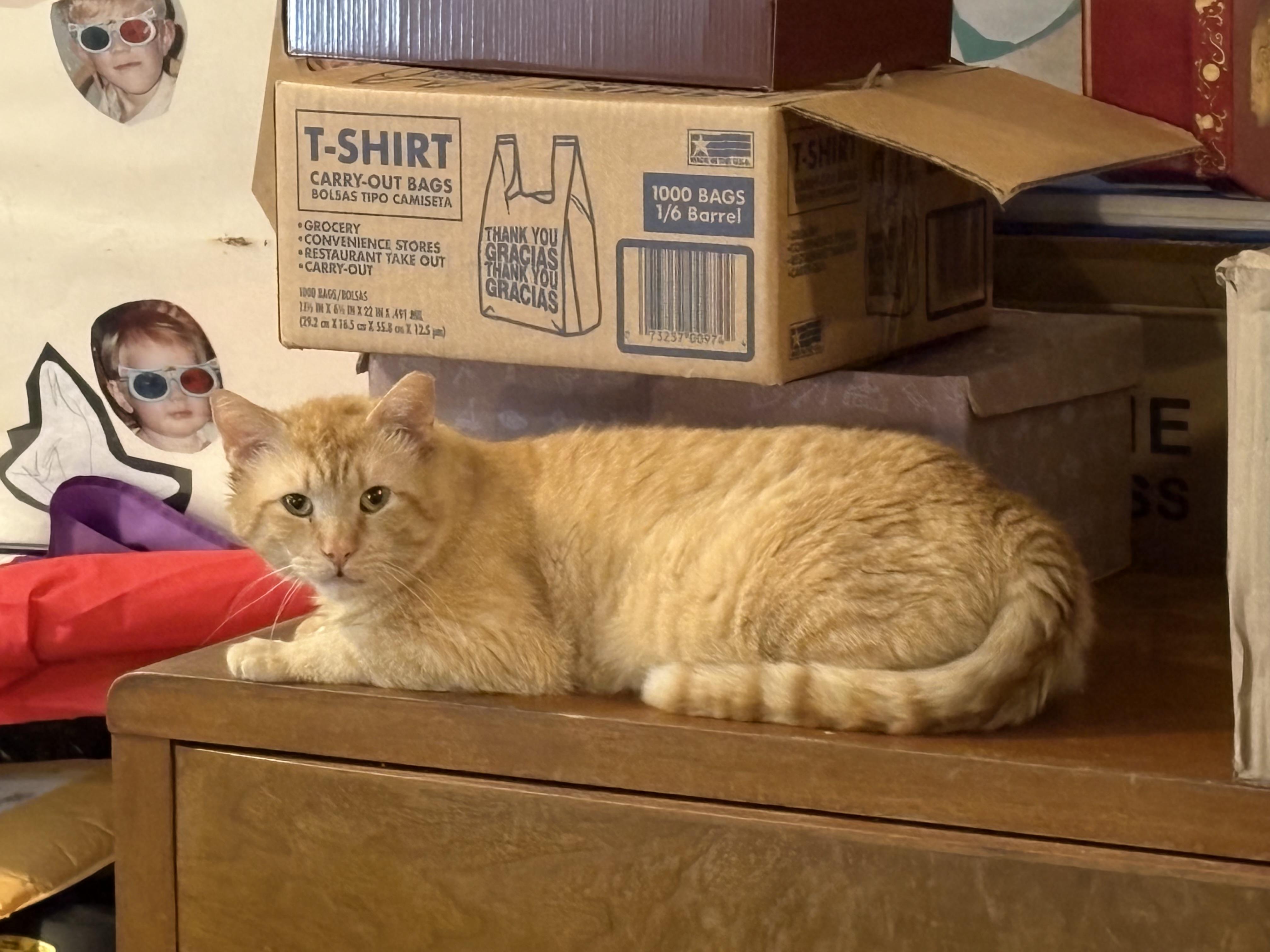 Cayenne, an adopted Domestic Short Hair in Rochester, NY image 1/3