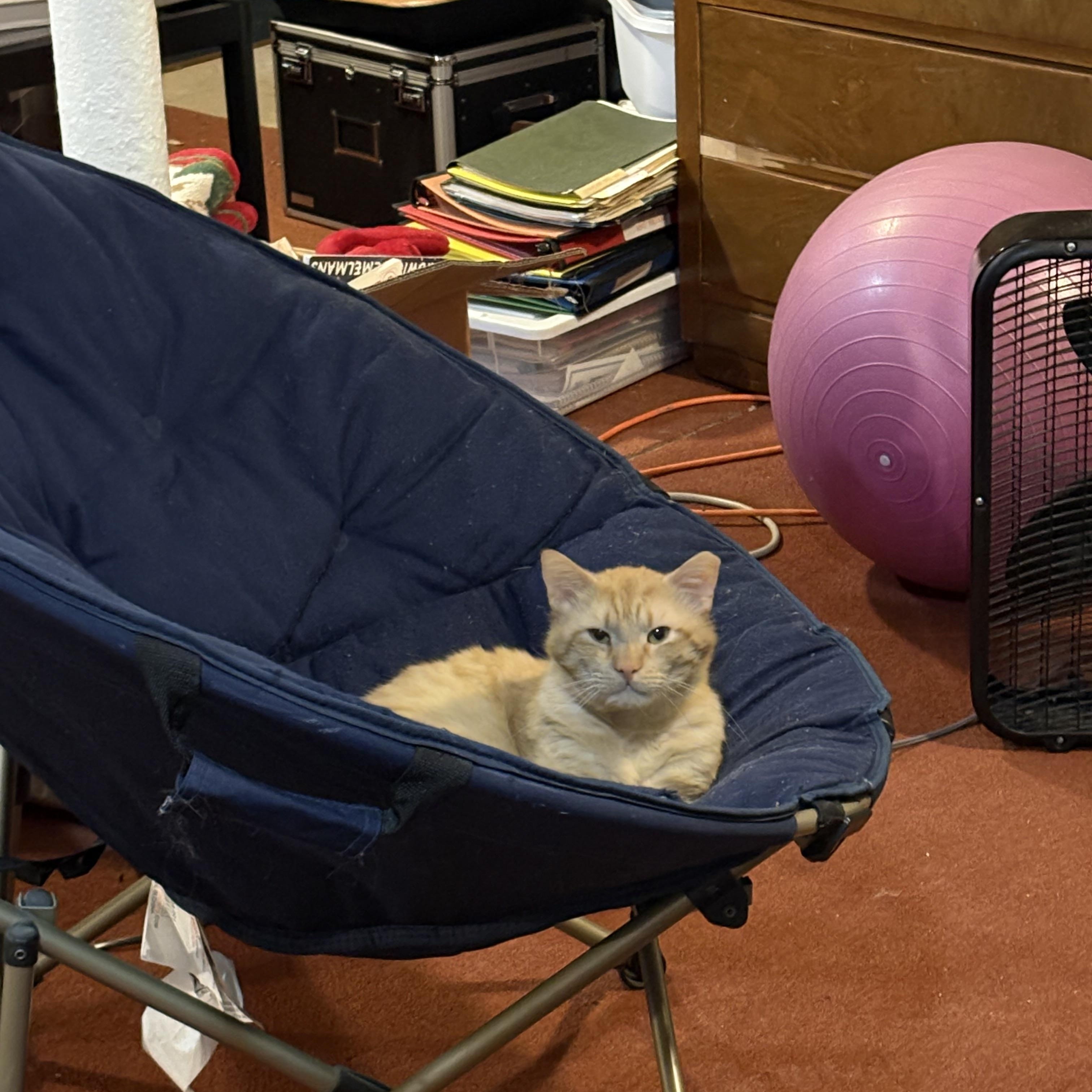 Cayenne, an adopted Domestic Short Hair in Rochester, NY image 2/3