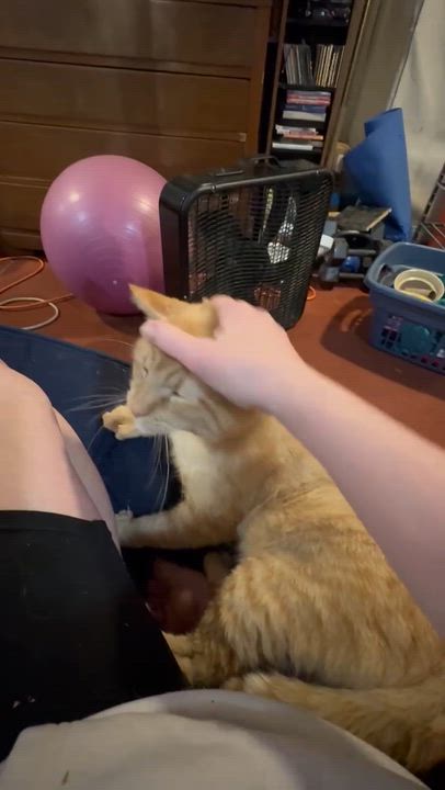Enlarge Cayenne, an adopted Domestic Short Hair in Rochester, NY video 3/3