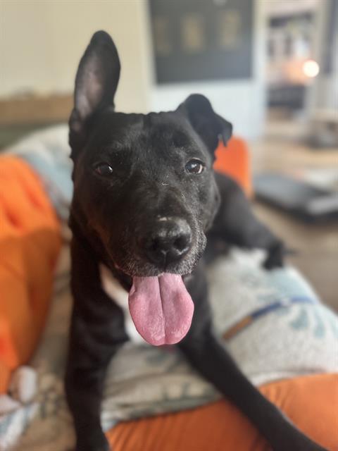 Enlarge SAM, a Adoptable Pit Bull Terrier in Indianapolis, IN image 1/1