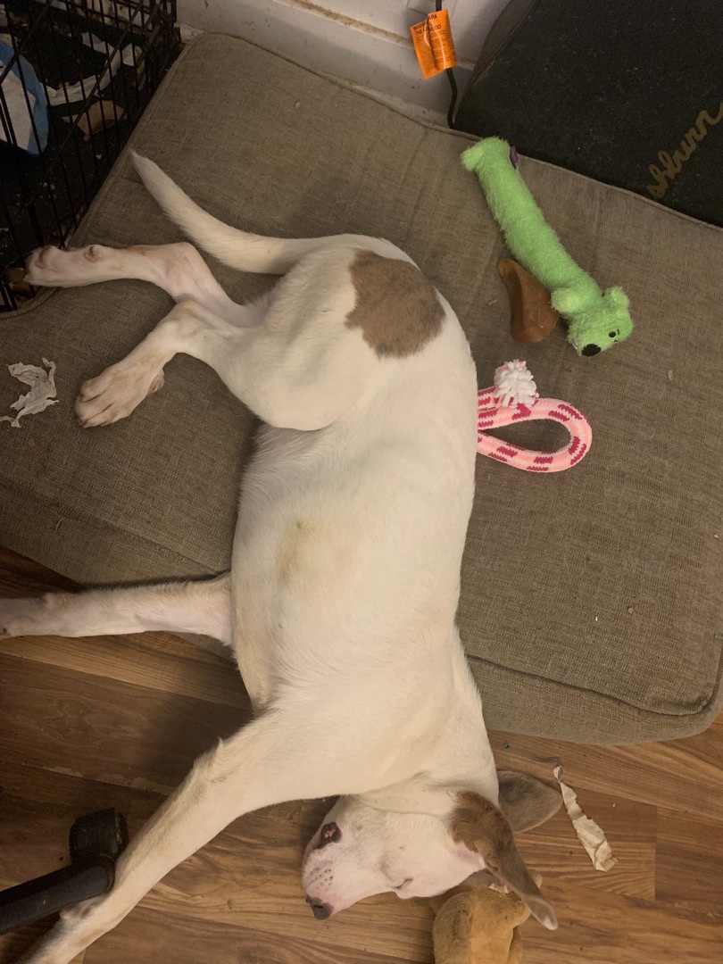 Tobi, Adoptable, Young Male Jack Russell Terrier & American Staffordshire Terrier.