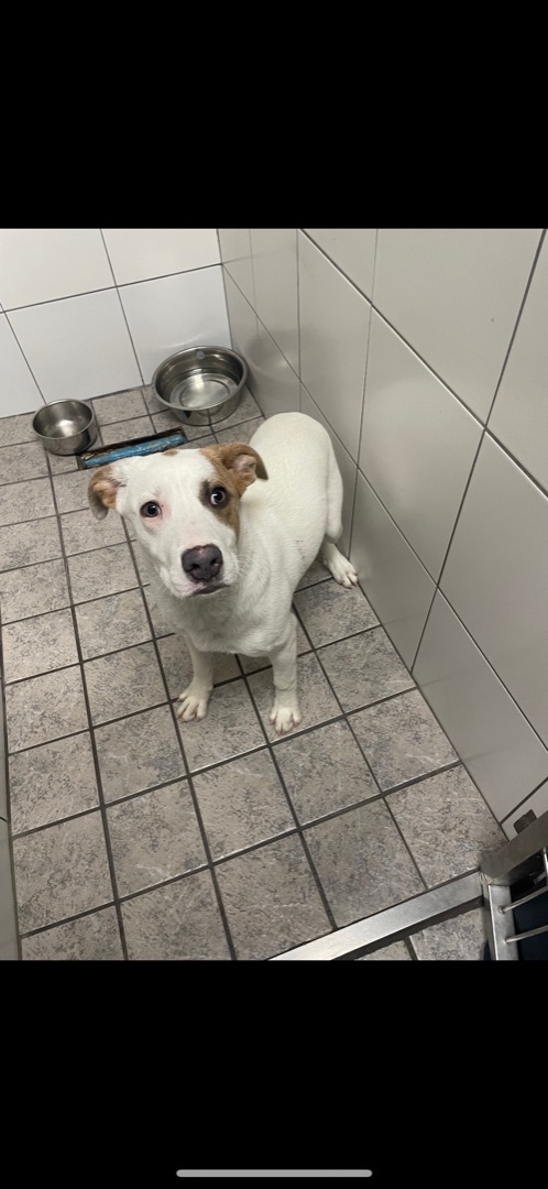 Enlarge Tobi, a Adoptable mixed breed in Rogers, AR image 2/2