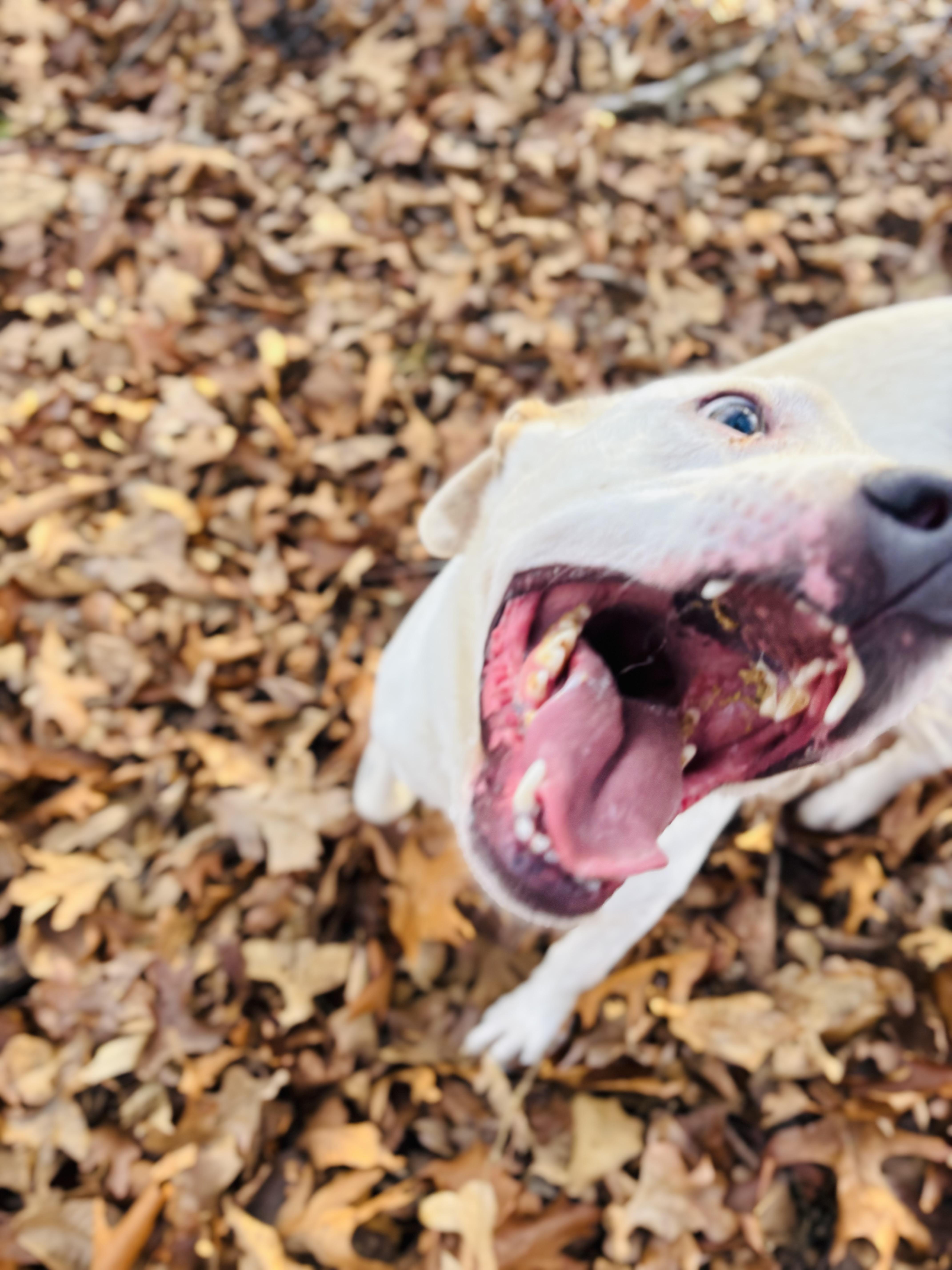 Tobi, Adoptable, Young Male Mixed Breed & American Staffordshire Terrier.