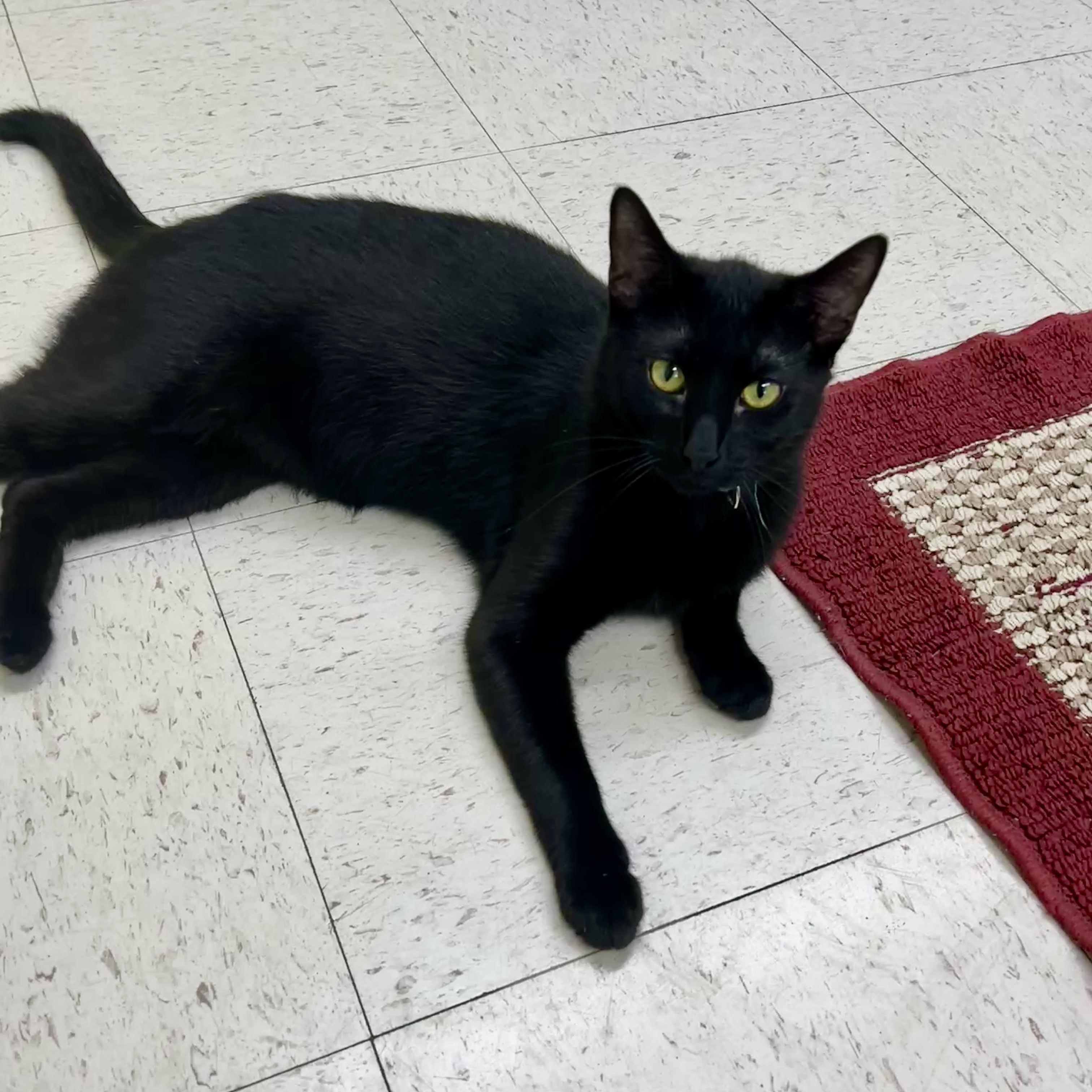 Enlarge Jimmy, a ADOPTABLE Domestic Short Hair in Jamestown, ND image 3/3