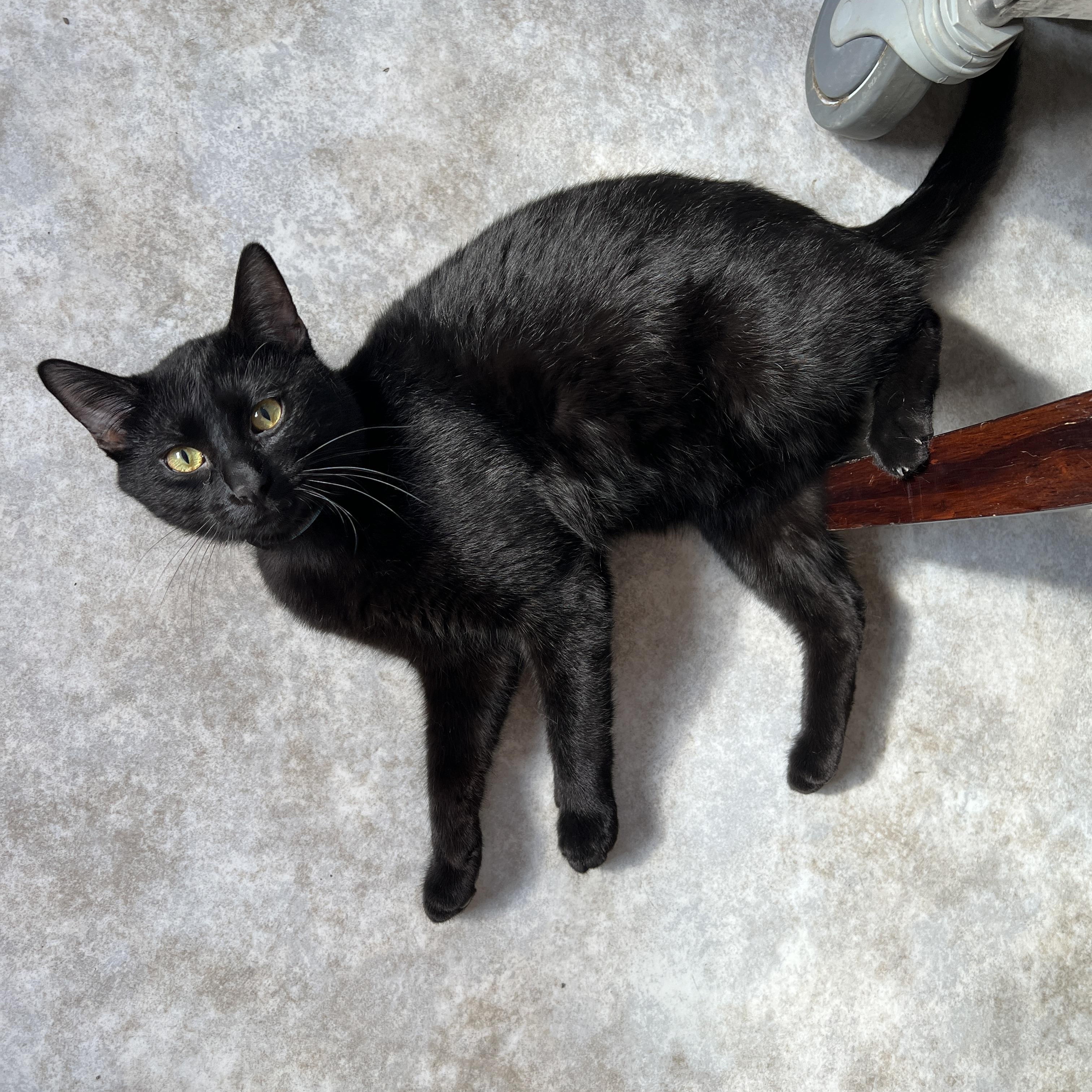 Enlarge Jimmy, a ADOPTABLE Domestic Short Hair in Jamestown, ND image 2/2
