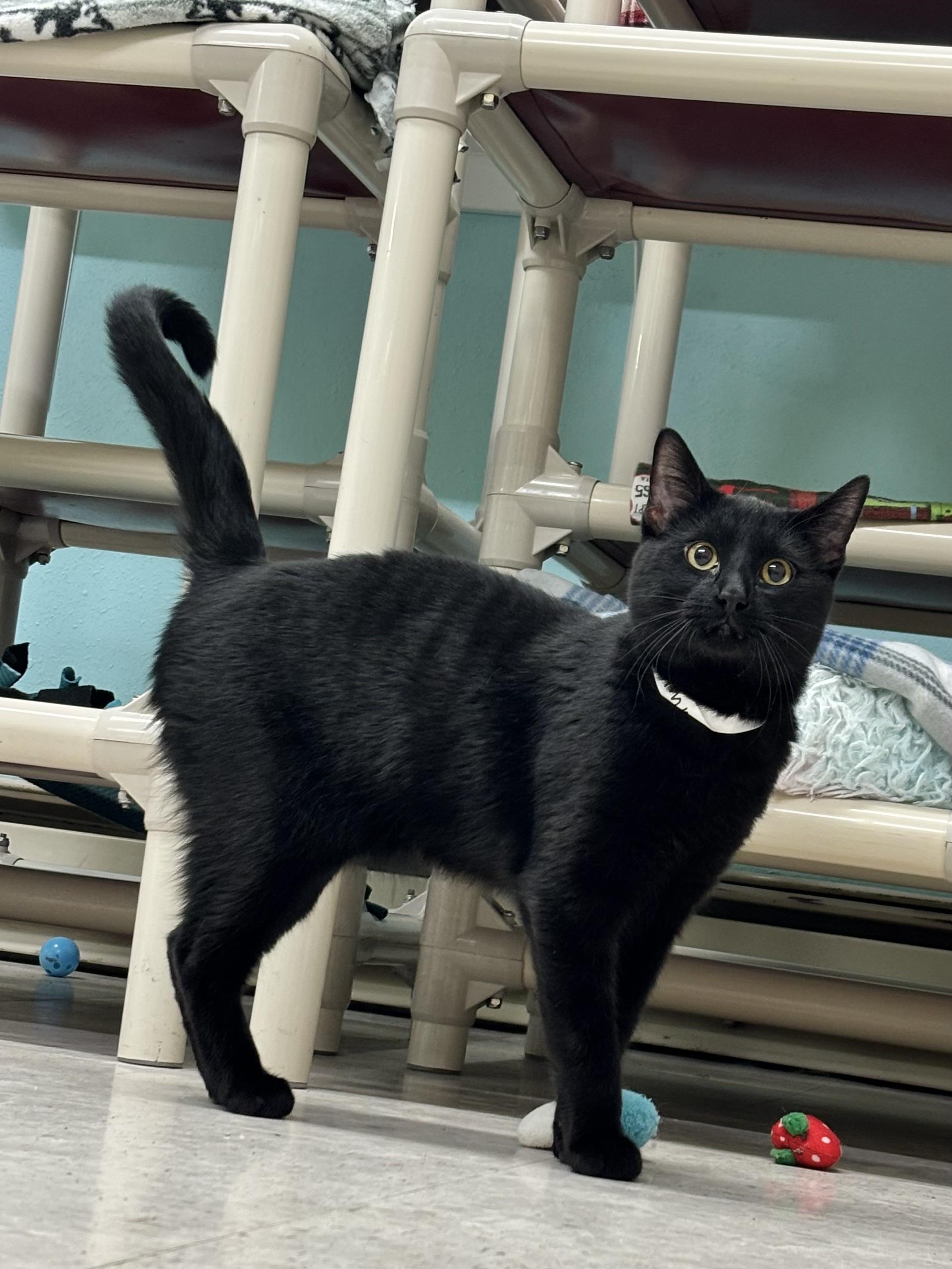 Jimmy, ADOPTABLE, Young Male Domestic Short Hair.