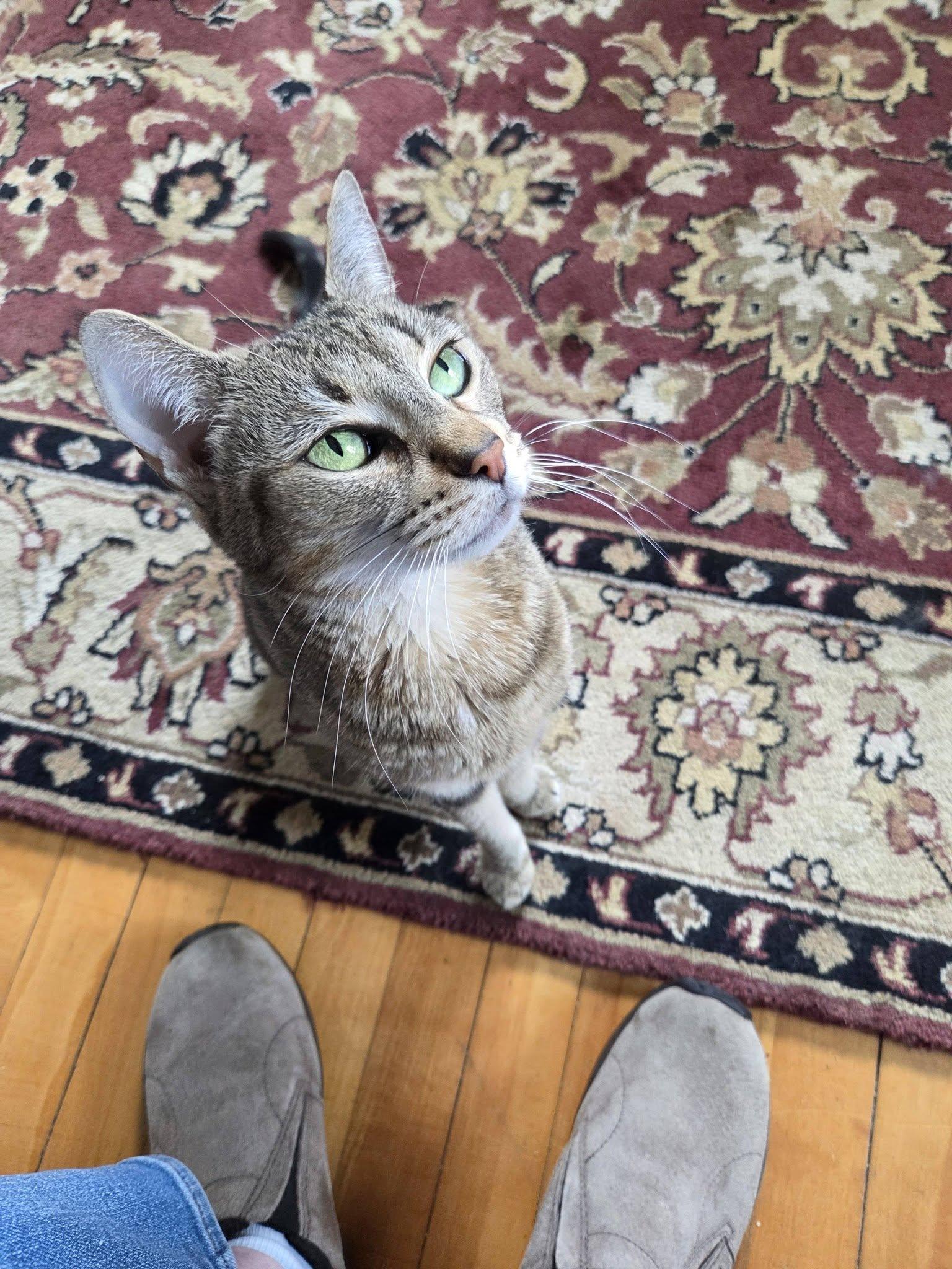 Enlarge Frisky, a ADOPTABLE mixed breed in Bath, ME image 2/6