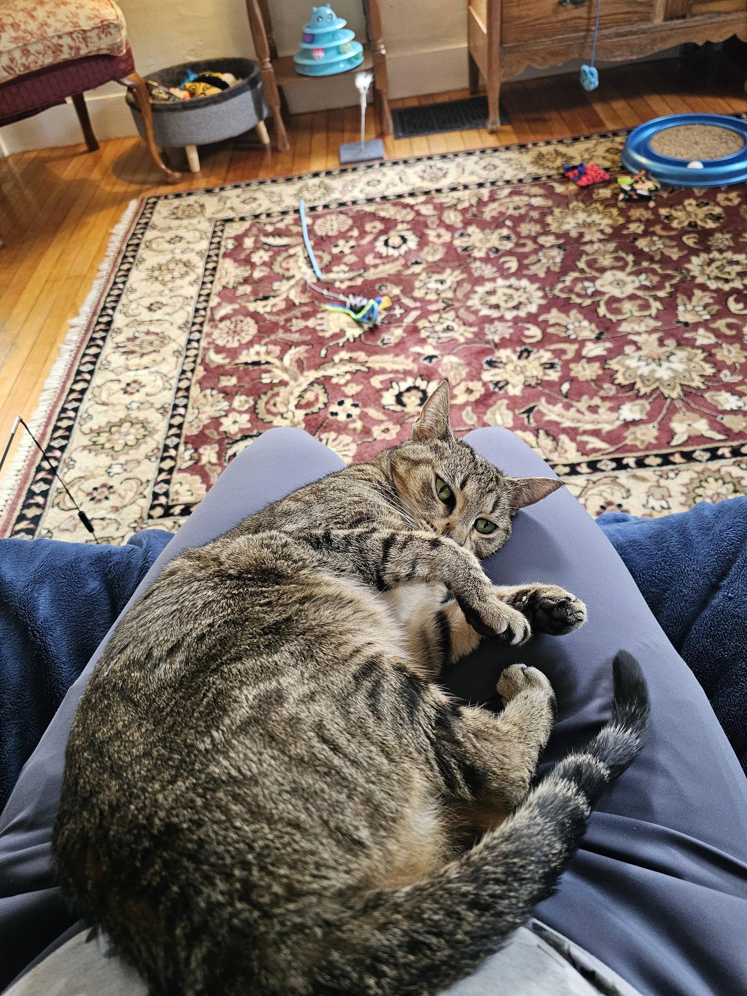 Enlarge Frisky, a ADOPTABLE mixed breed in Bath, ME image 1/6