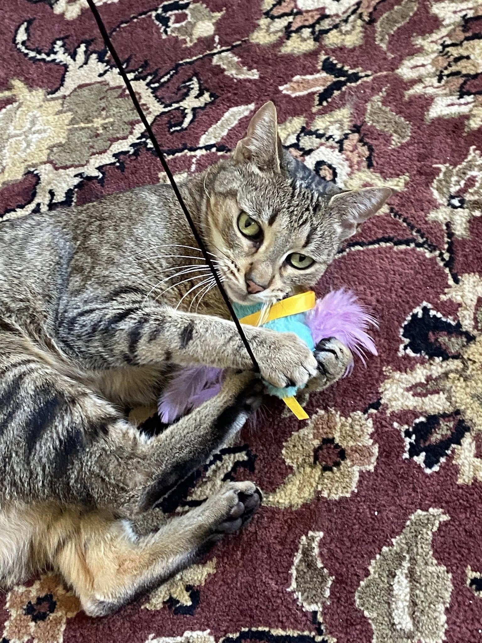 Enlarge Frisky, a ADOPTABLE mixed breed in Bath, ME image 5/6