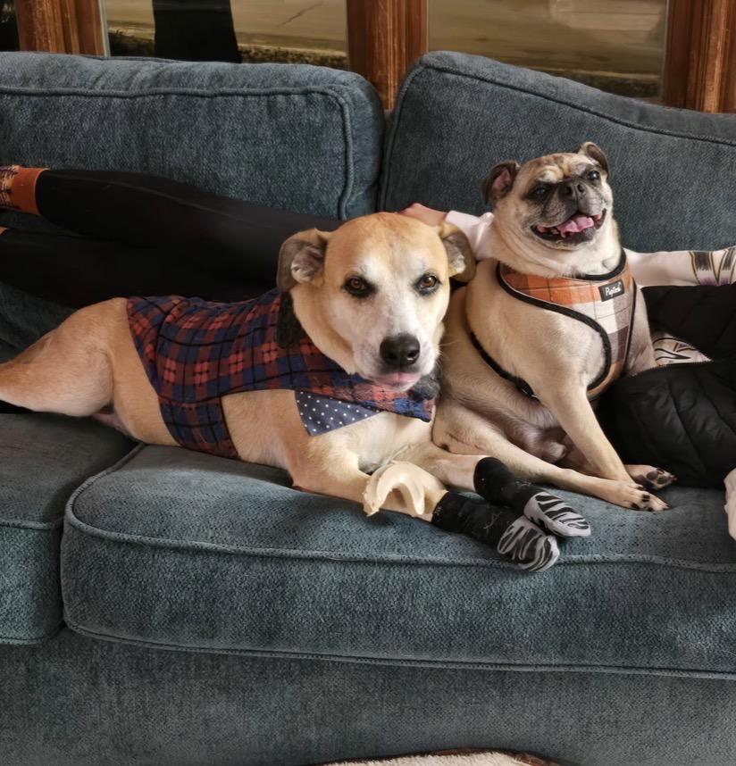 Enlarge Lincoln, a ADOPTABLE Pug in Fort Calhoun, NE image 3/6