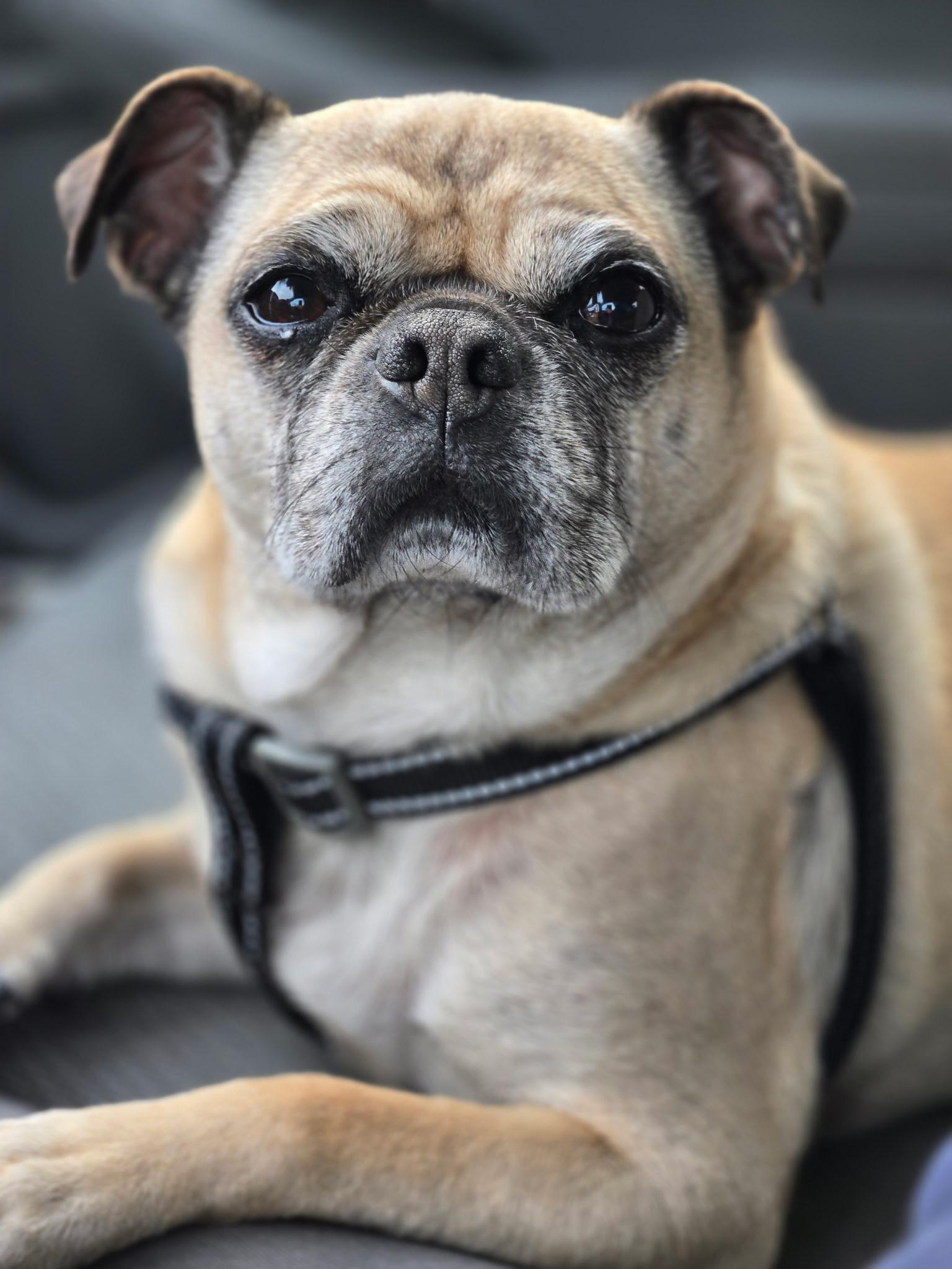 Lincoln, adopted, Adult Male Pug.