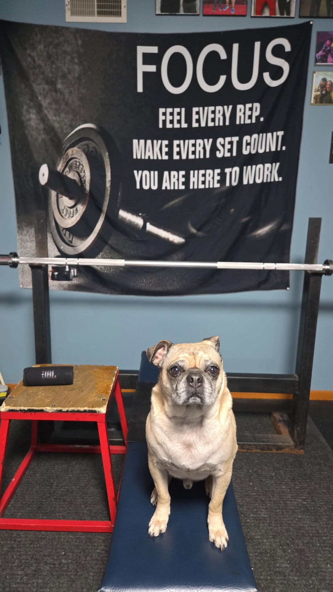 Enlarge Lincoln, a ADOPTABLE Pug in Fort Calhoun, NE image 6/6