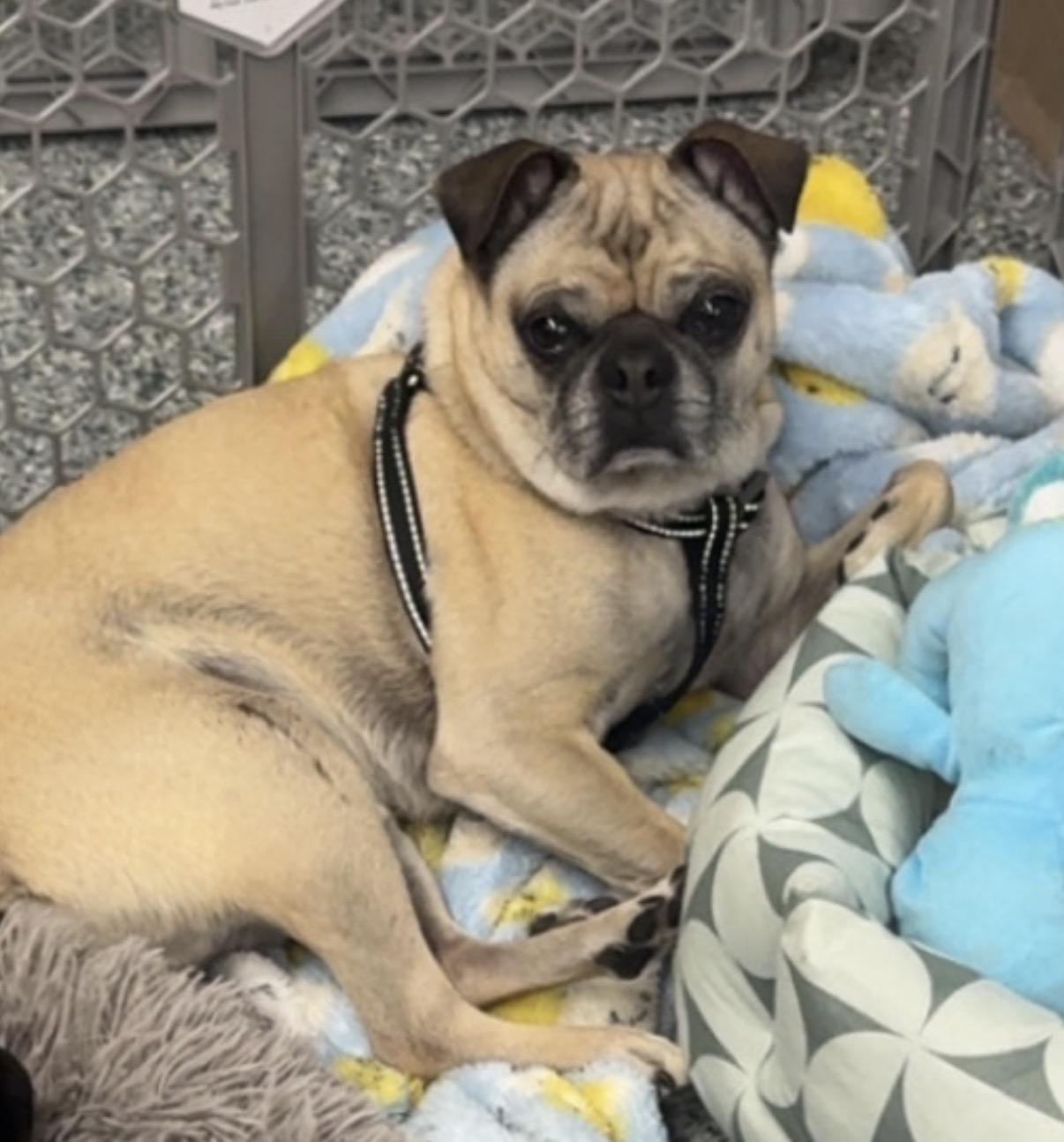 Enlarge Lincoln, a ADOPTABLE Pug in Fort Calhoun, NE image 4/6