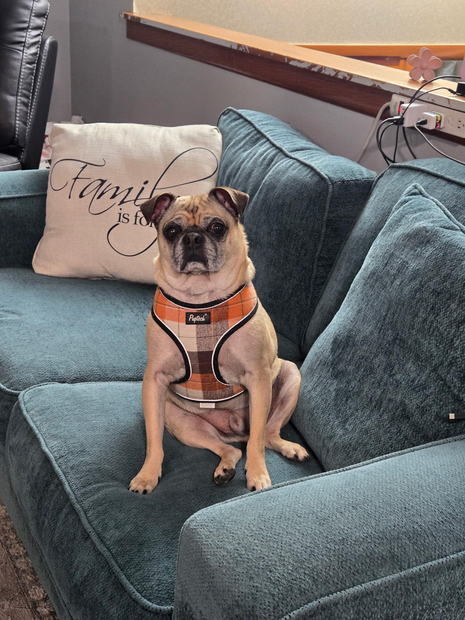 Enlarge Lincoln, a ADOPTABLE Pug in Fort Calhoun, NE image 2/6