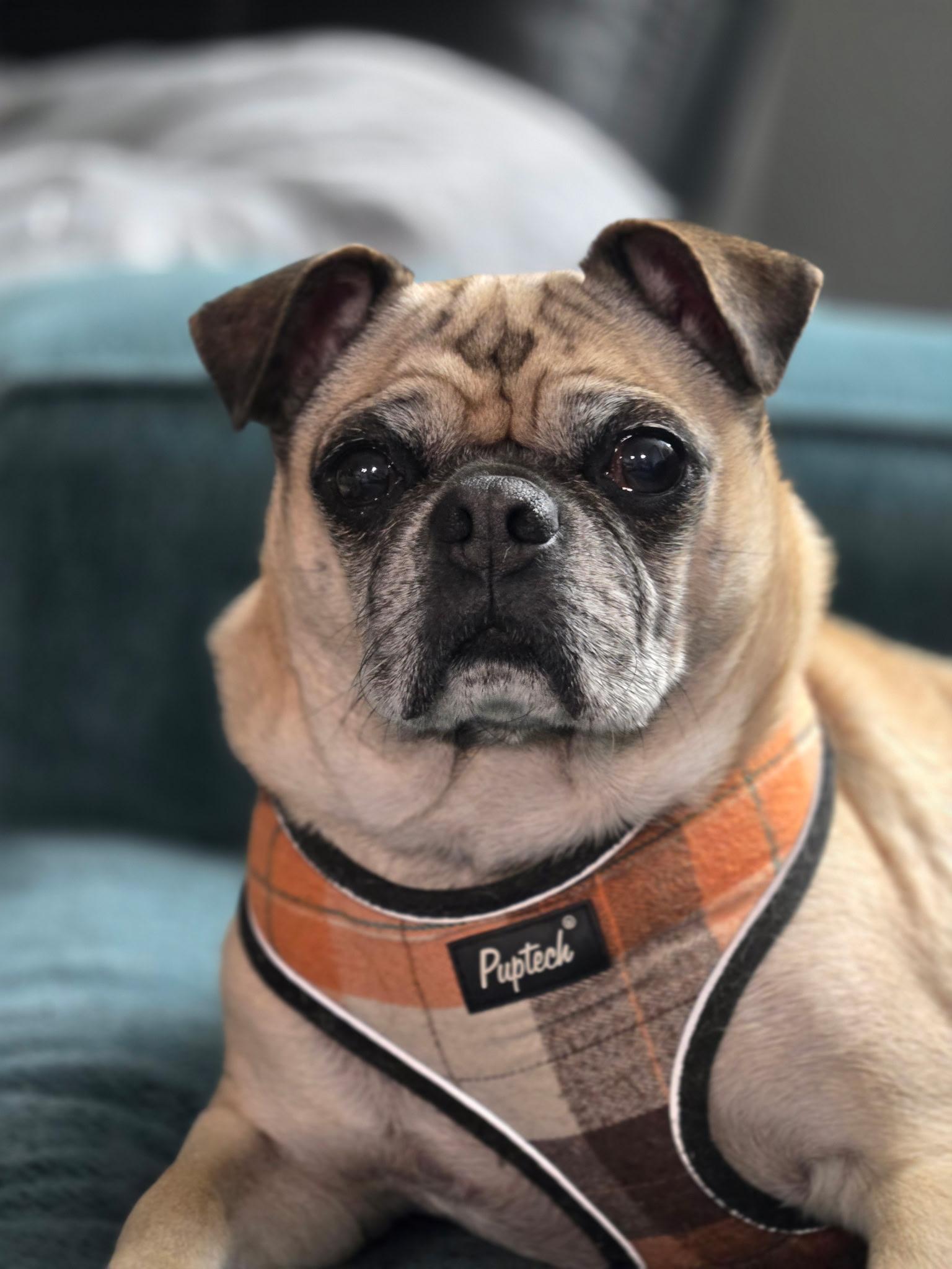 Lincoln, ADOPTABLE, Adult Male Pug.