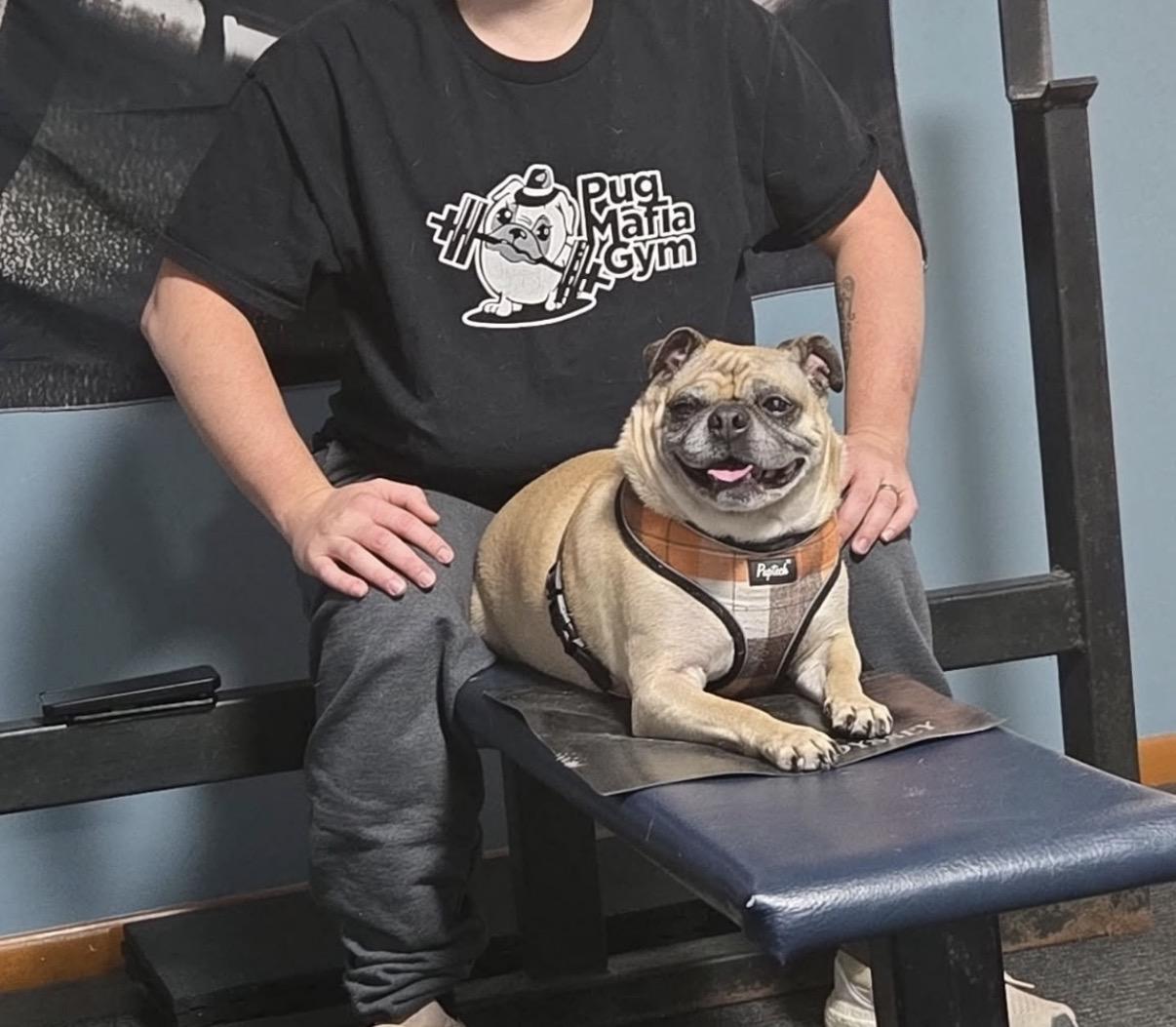 Enlarge Lincoln, a ADOPTABLE Pug in Fort Calhoun, NE image 5/6