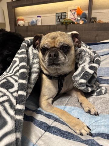 Lincoln, an adopted Pug in Fort Calhoun, NE image 6/6
