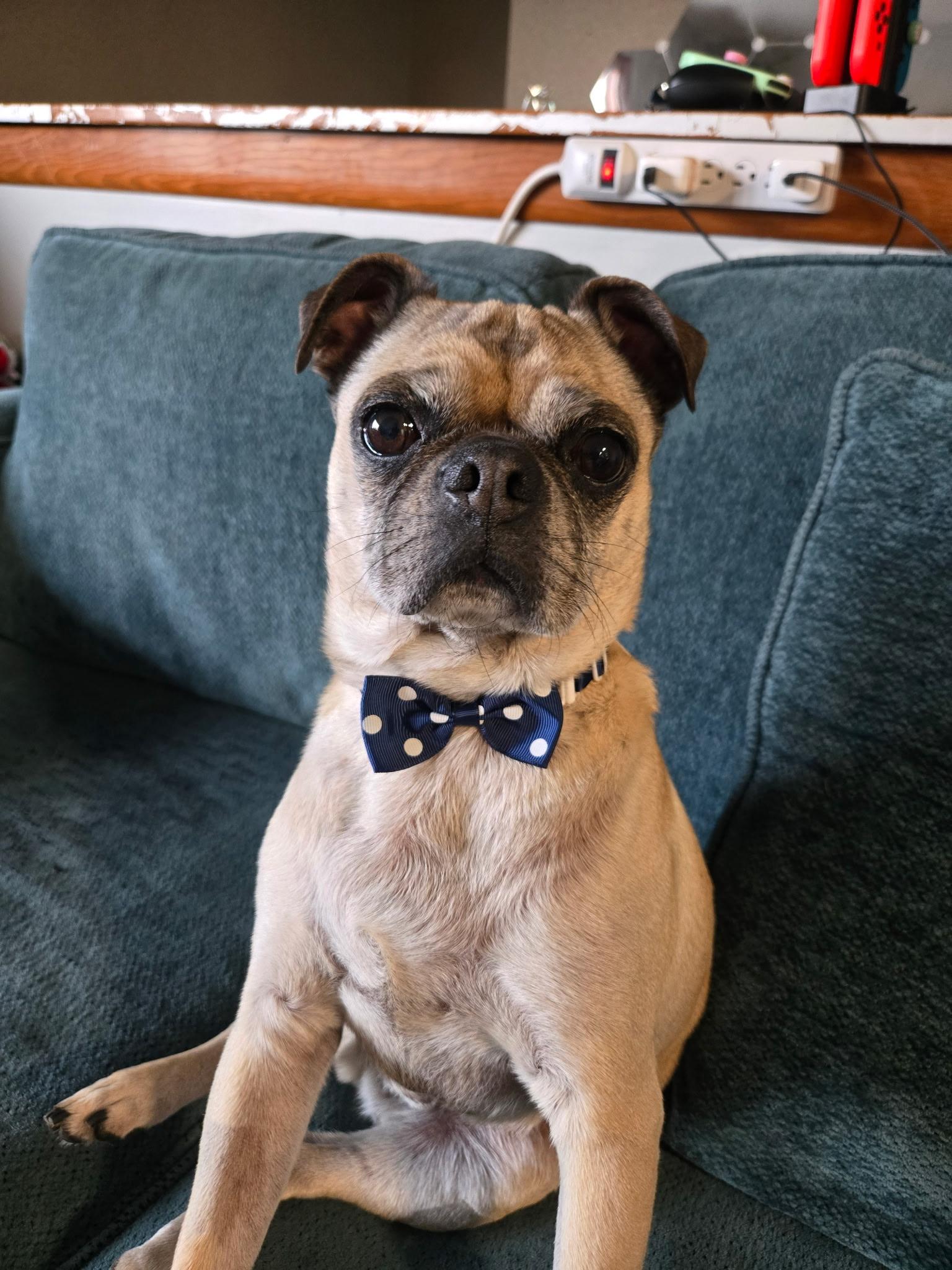 Lincoln, an adopted Pug in Fort Calhoun, NE image 2/6