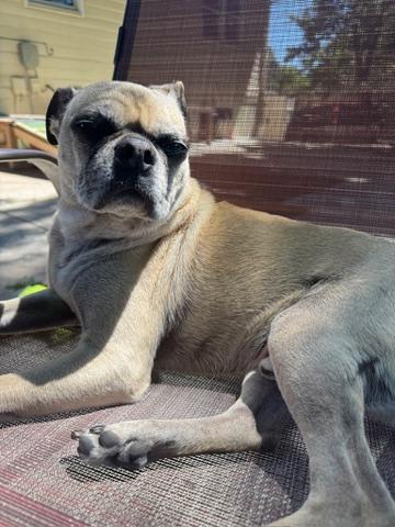 Lincoln, an adopted Pug in Fort Calhoun, NE image 4/6