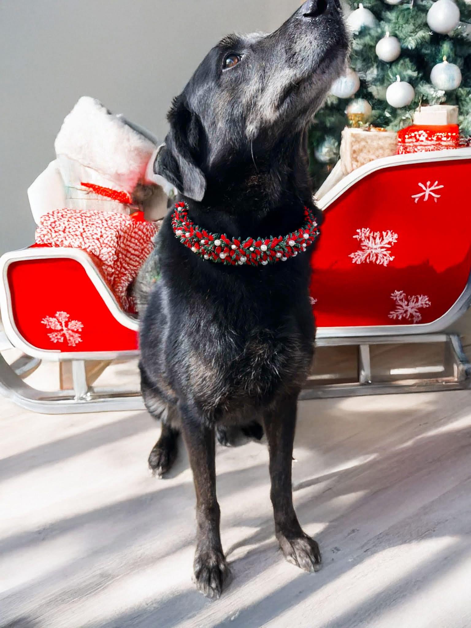 Thor, a Adoptable mixed breed in Decatur, IL image 2/4