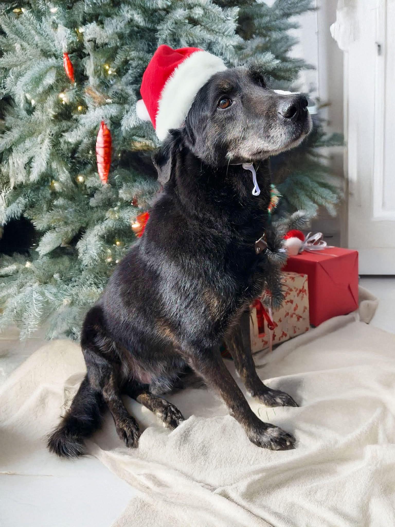 Thor, a Adoptable mixed breed in Decatur, IL image 4/4