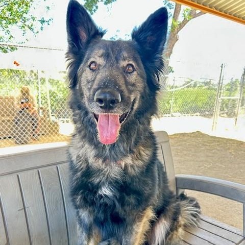 Zander, an adoptable German Shepherd Dog in Phoenix, OR, 97535 | Photo Image 5