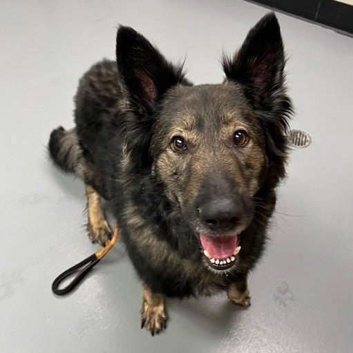 Zander, an adoptable German Shepherd Dog in Phoenix, OR, 97535 | Photo Image 4