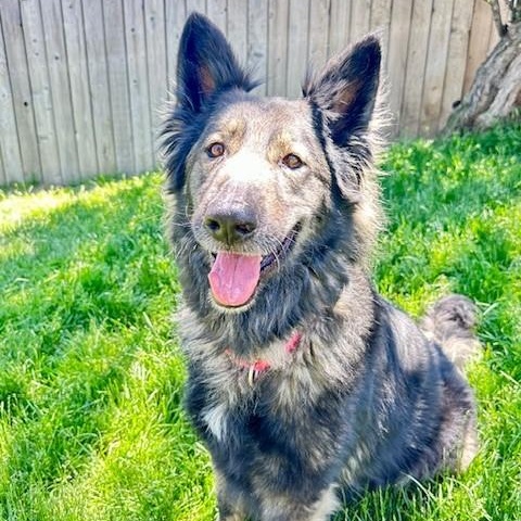 Zander, an adoptable German Shepherd Dog in Phoenix, OR, 97535 | Photo Image 1