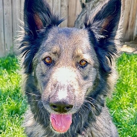 Zander, an adoptable German Shepherd Dog in Phoenix, OR, 97535 | Photo Image 2