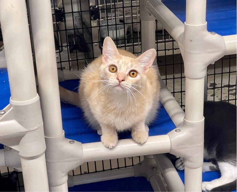 Nyla, Adoptable, Adult Female Domestic Short Hair.