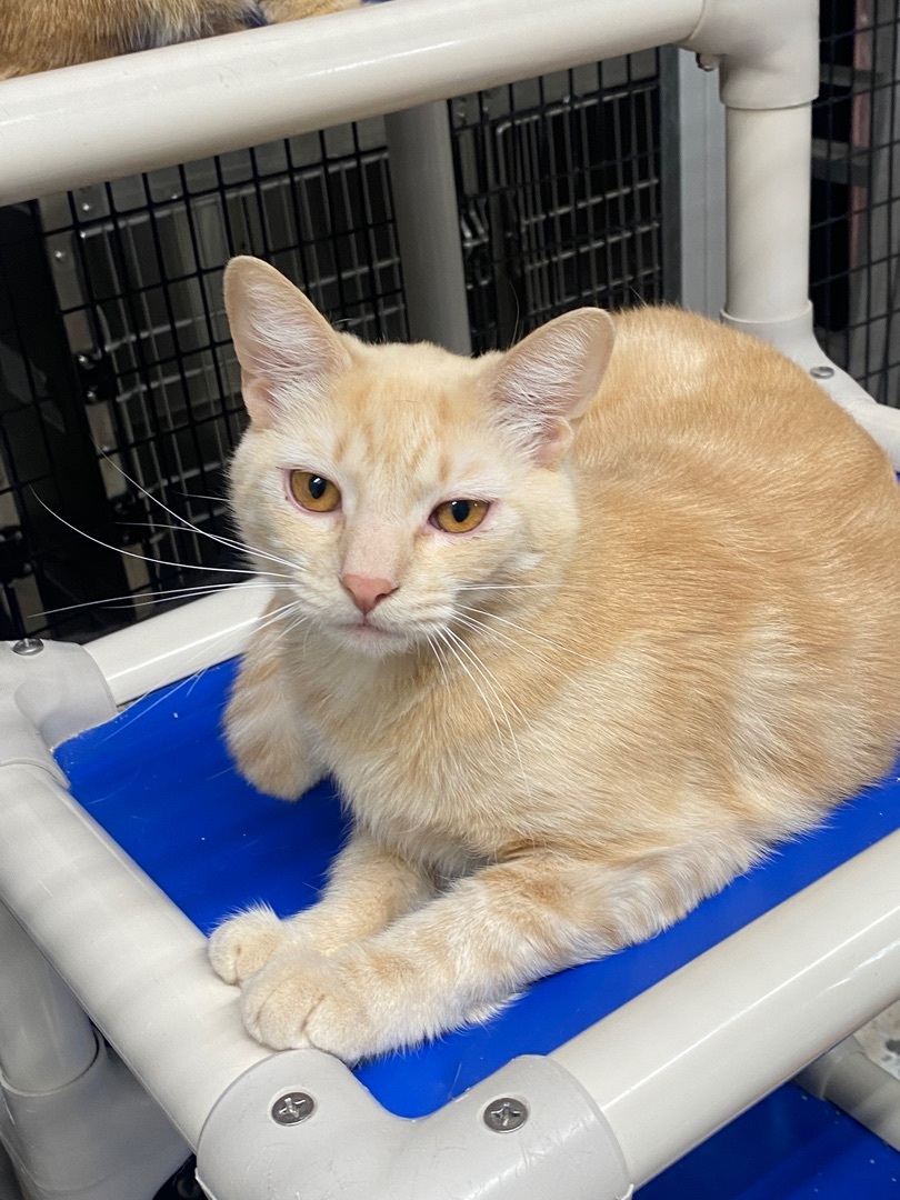 Enlarge Nyla, a Adoptable Domestic Short Hair in Okanogan, WA image 2/6