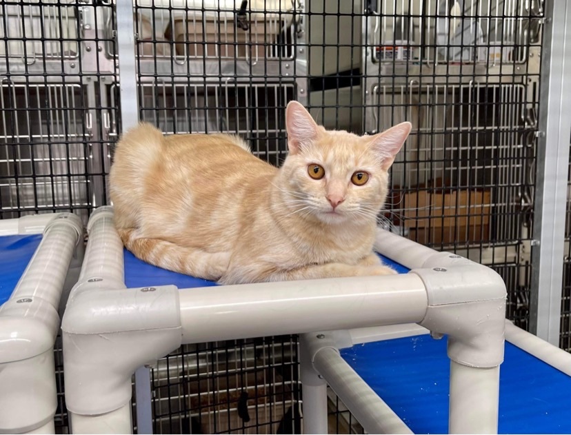 Enlarge Nyla, a Adoptable Domestic Short Hair in Okanogan, WA image 3/6