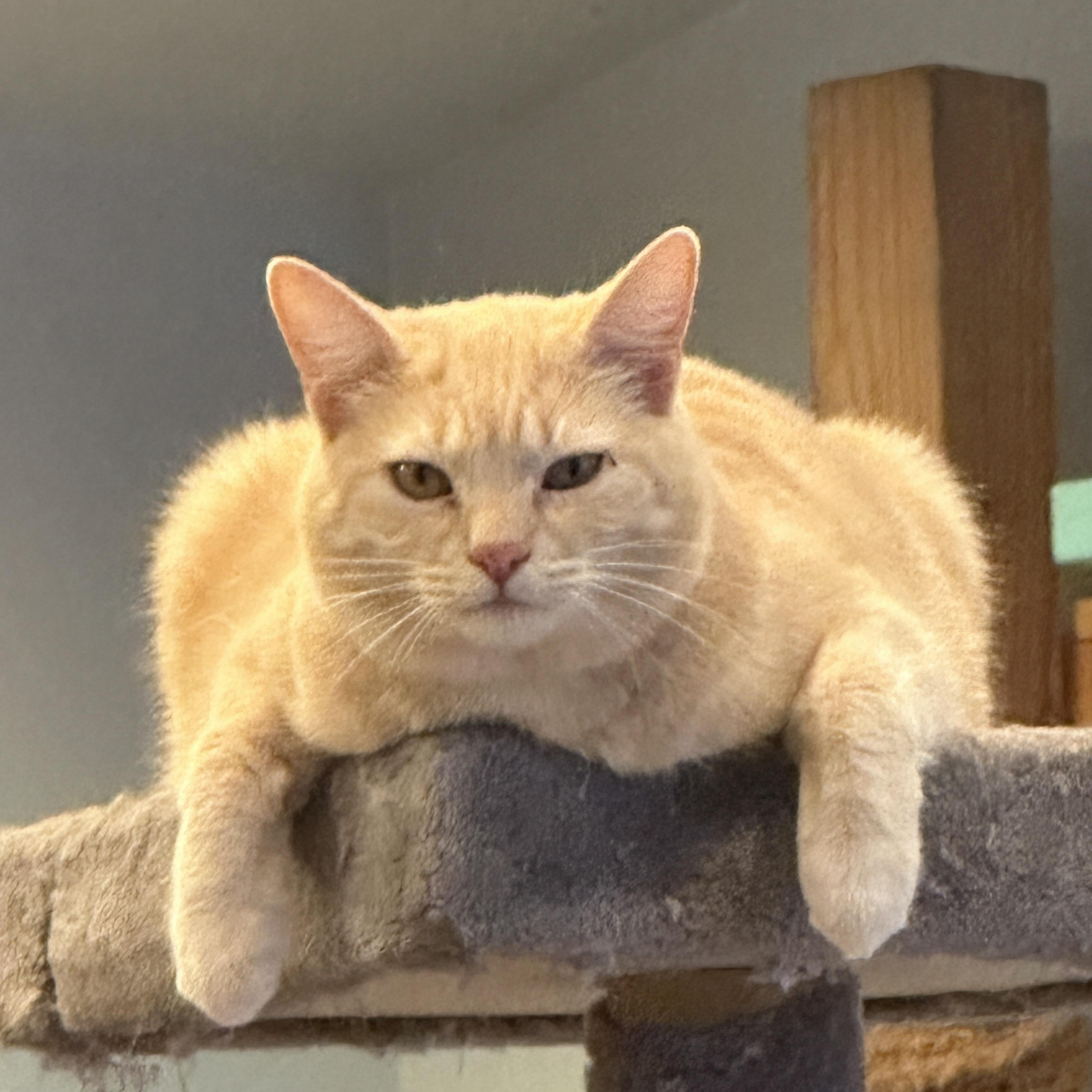 Nyla, Adoptable, Adult Female Domestic Short Hair.