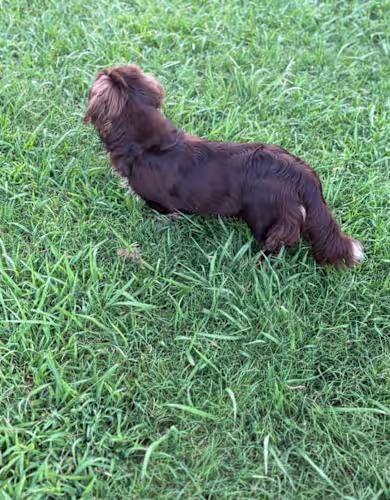 Hershey