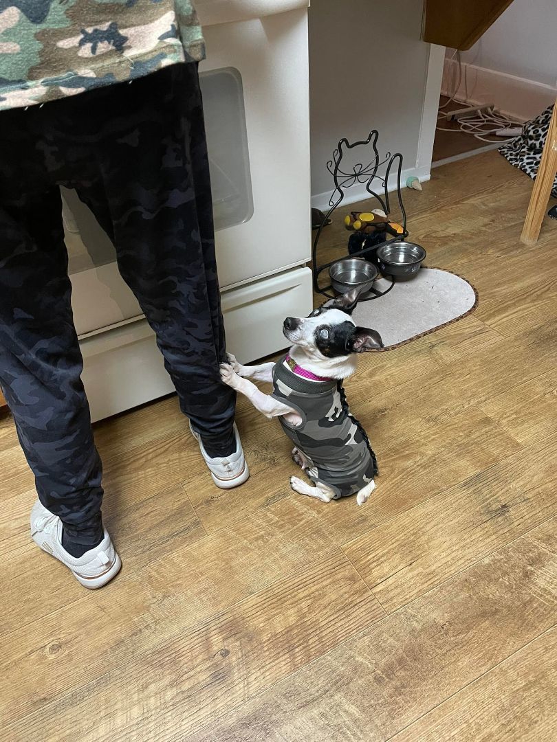 Enlarge Pecan Pie, a Adopted Jack Russell Terrier in Nashville, TN image 1/4