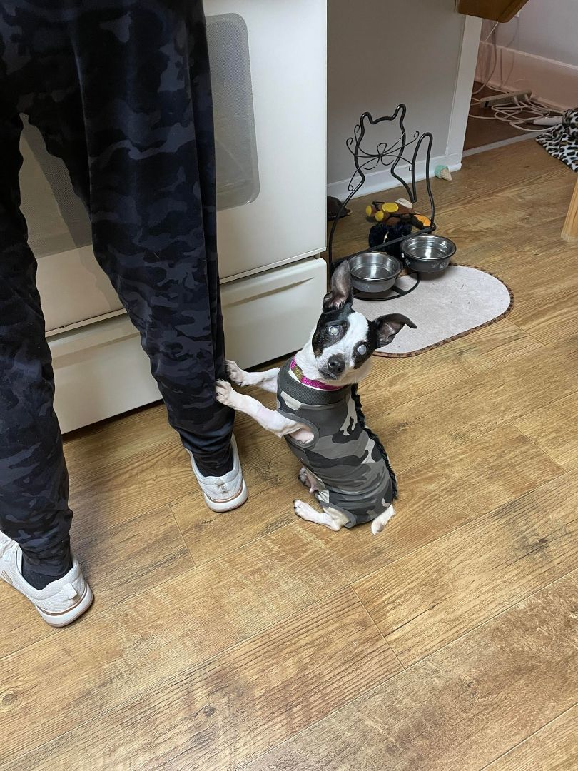 Enlarge Pecan Pie, a Adopted Jack Russell Terrier in Nashville, TN image 2/4