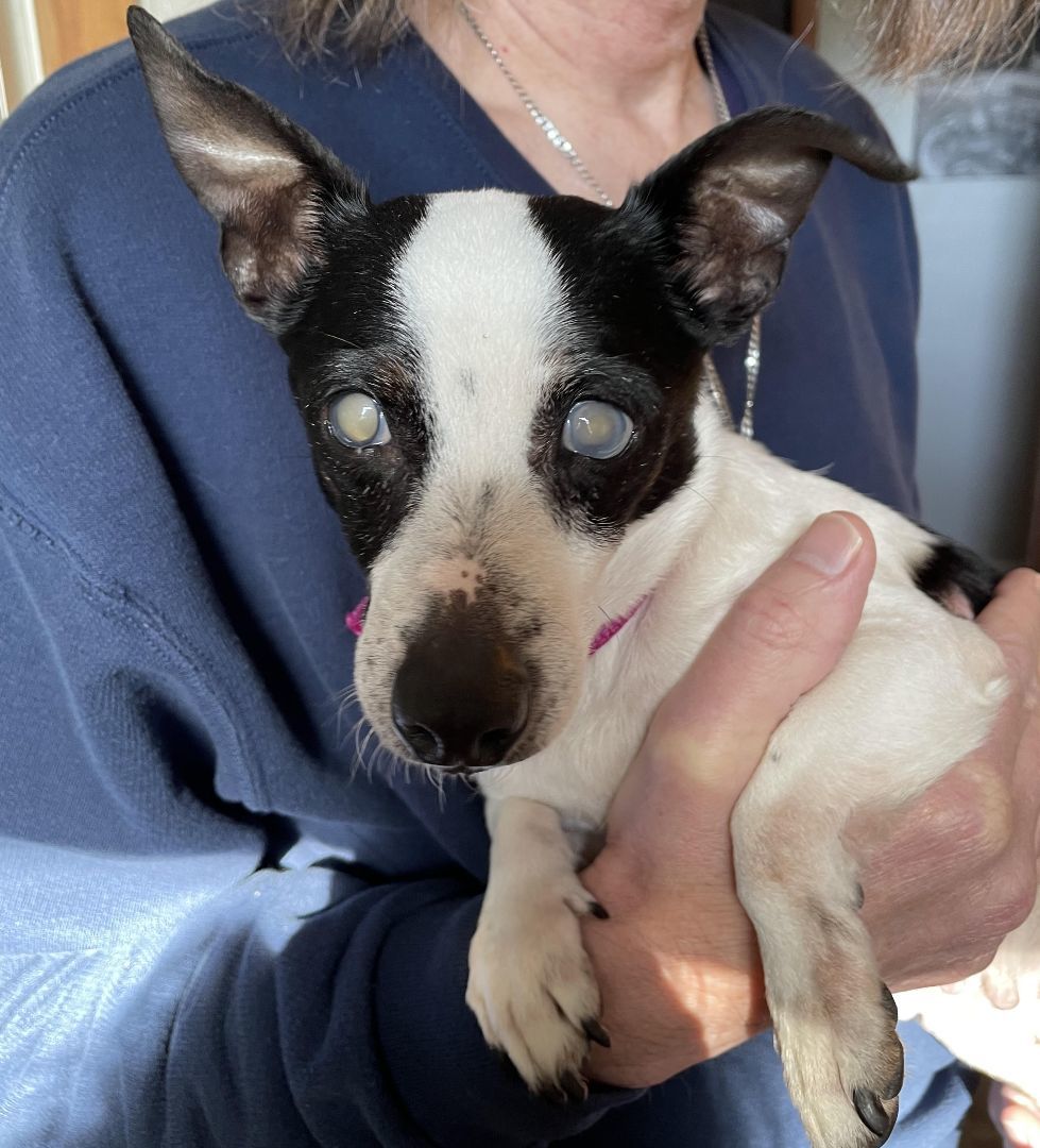 Enlarge Pecan Pie, a Adopted Jack Russell Terrier in Nashville, TN image 3/4