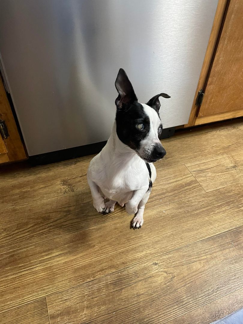 Enlarge Pecan Pie, a Adopted Jack Russell Terrier in Nashville, TN image 4/4