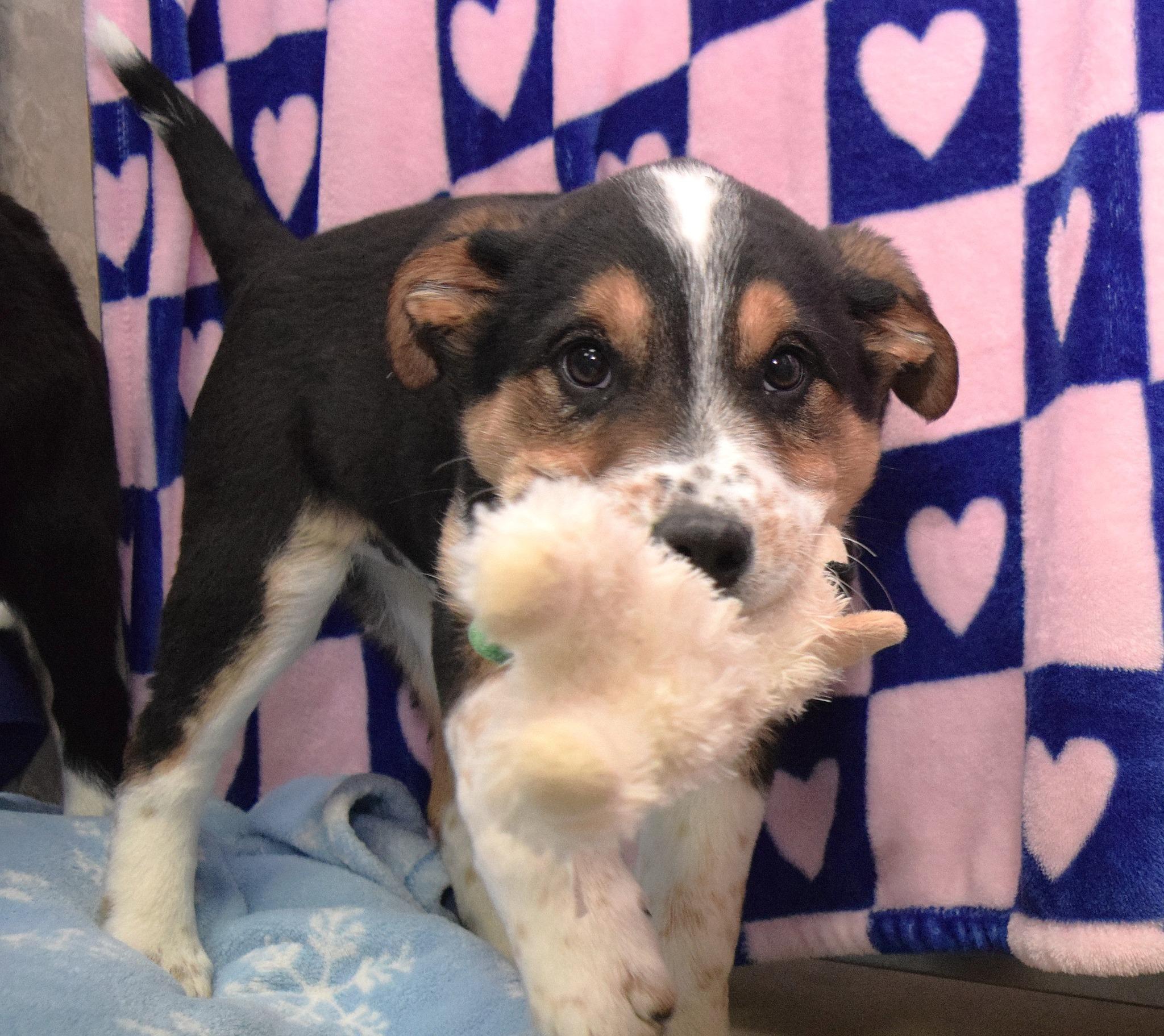 Enlarge Albert, an adopted mixed breed in Tomah, WI image 1/1