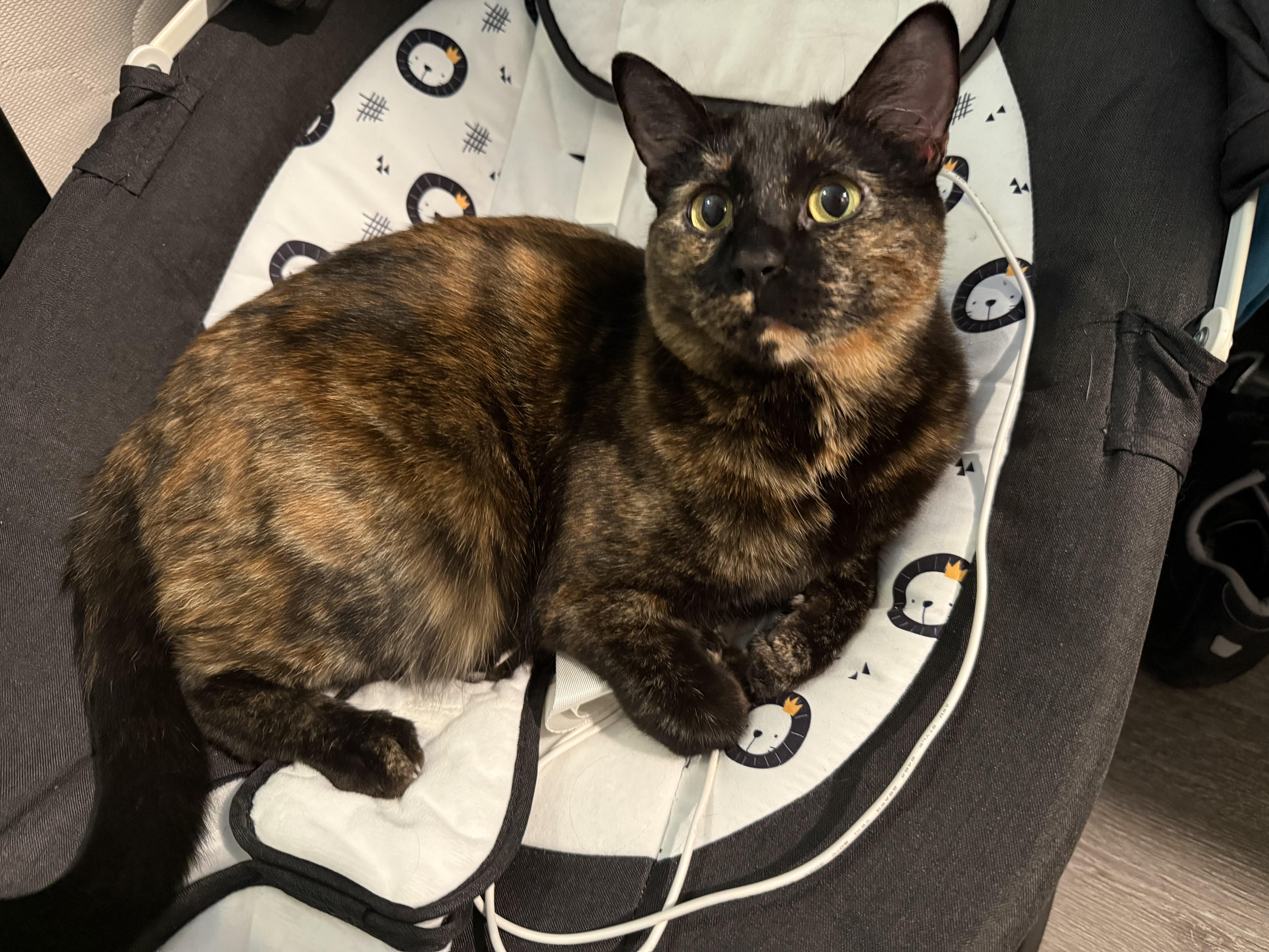Enlarge Suki ---Community Courtesy Post---, a ADOPTABLE mixed breed in Queen Creek, AZ image 3/3