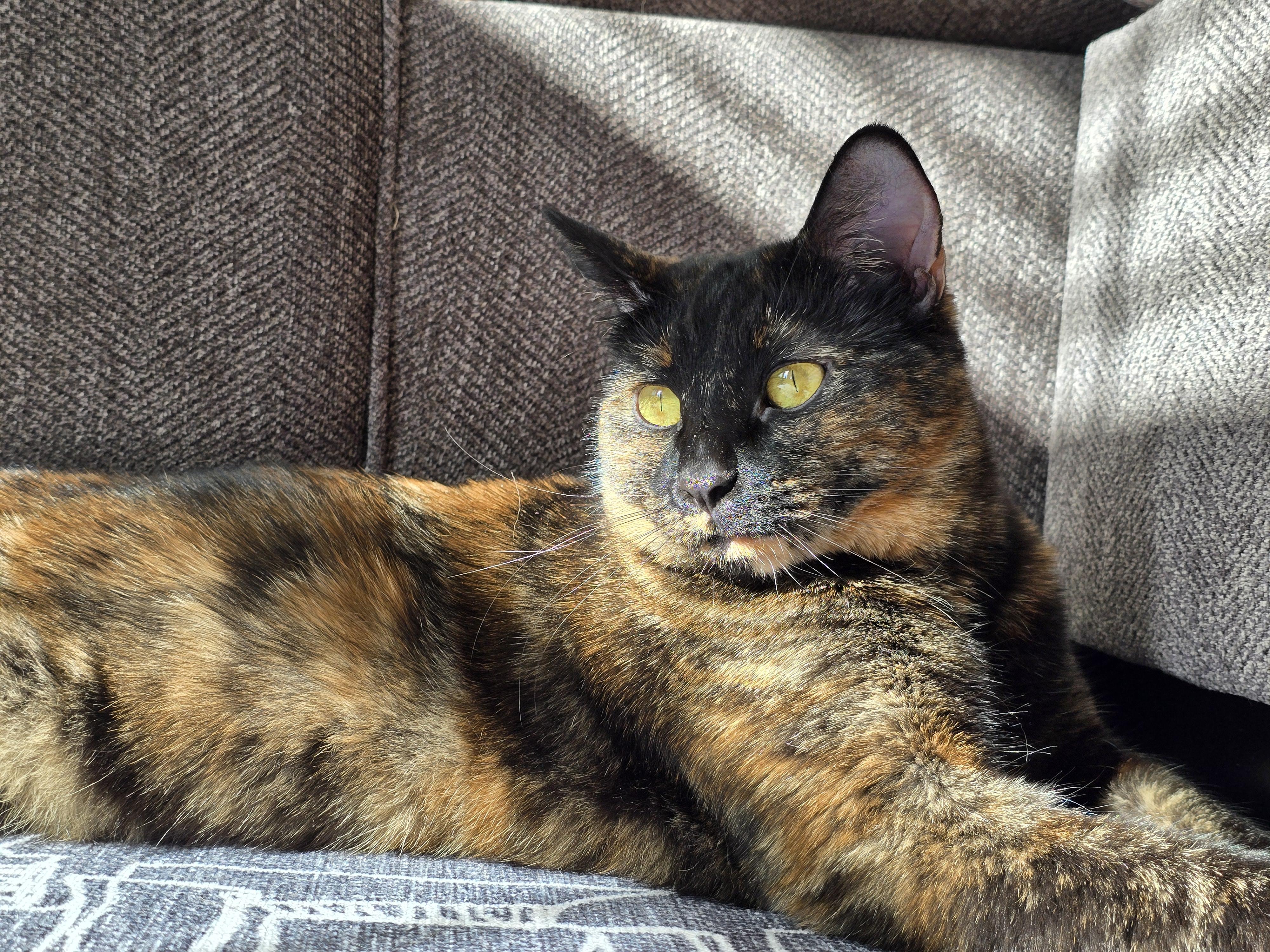 Suki ---Community Courtesy Post---, ADOPTABLE, Adult Female Domestic Short Hair.