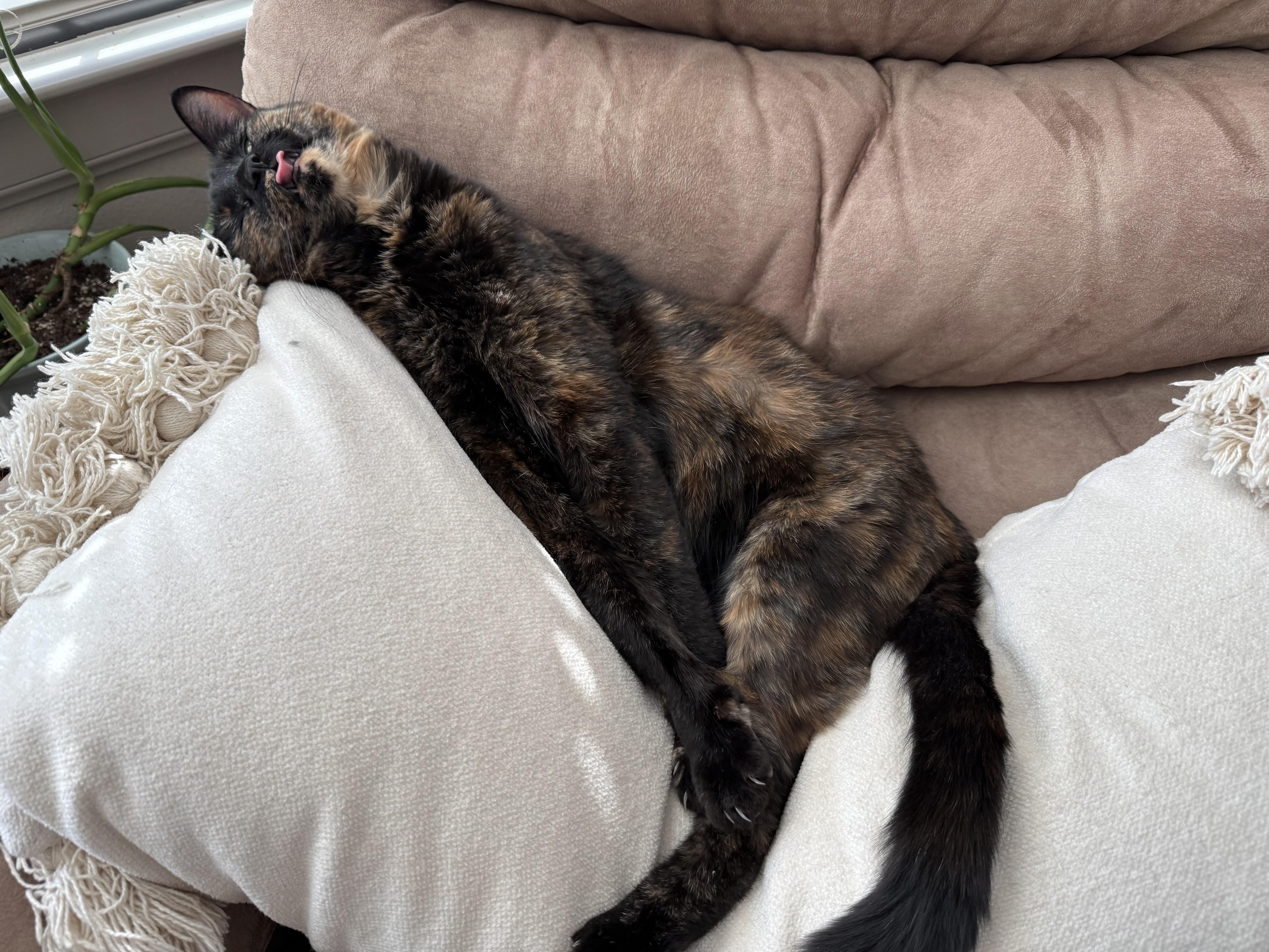 Enlarge Suki ---Community Courtesy Post---, a ADOPTABLE mixed breed in Queen Creek, AZ image 2/3