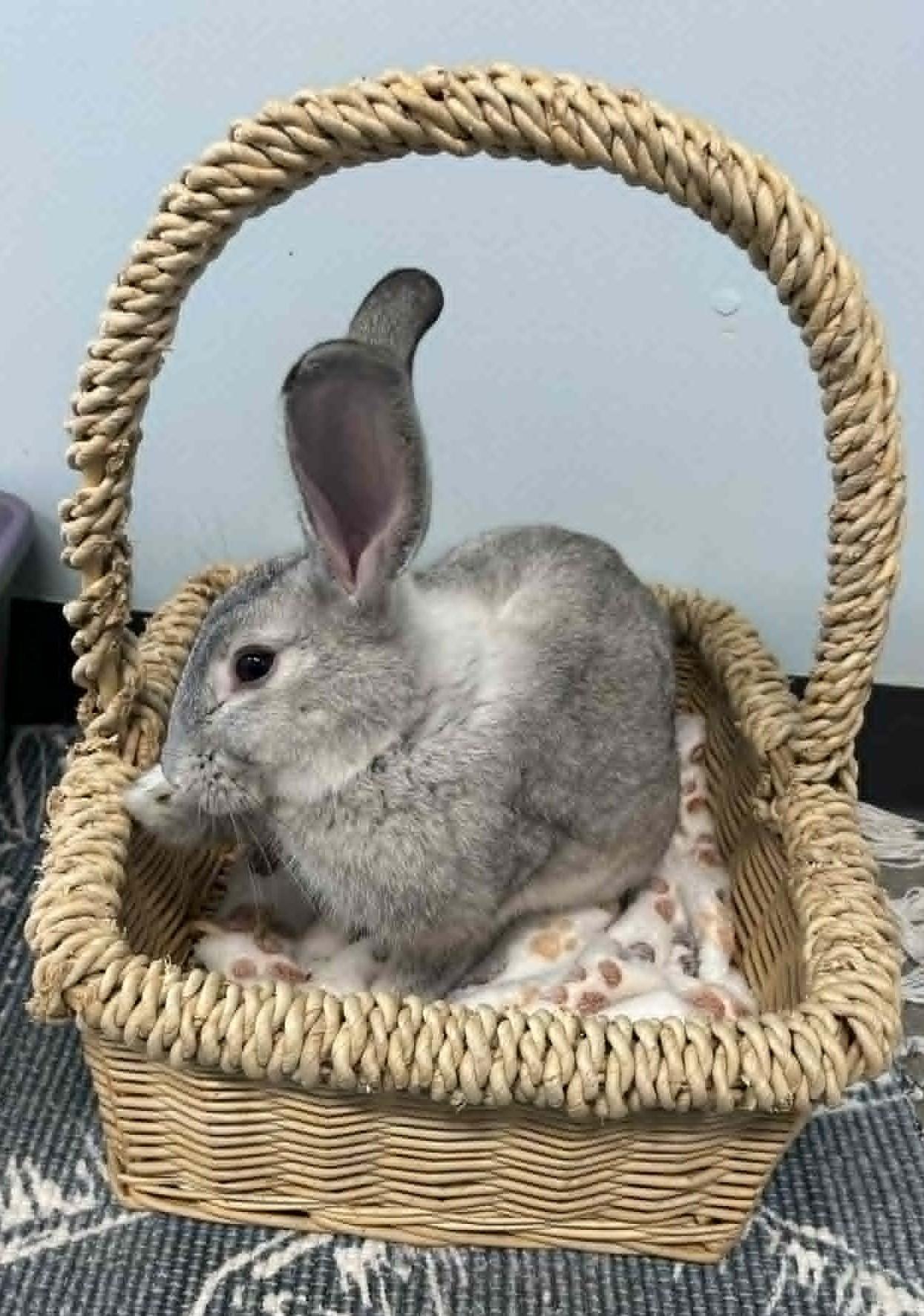 BUGS Bunny, ADOPTABLE, Adult Male Chinchilla.